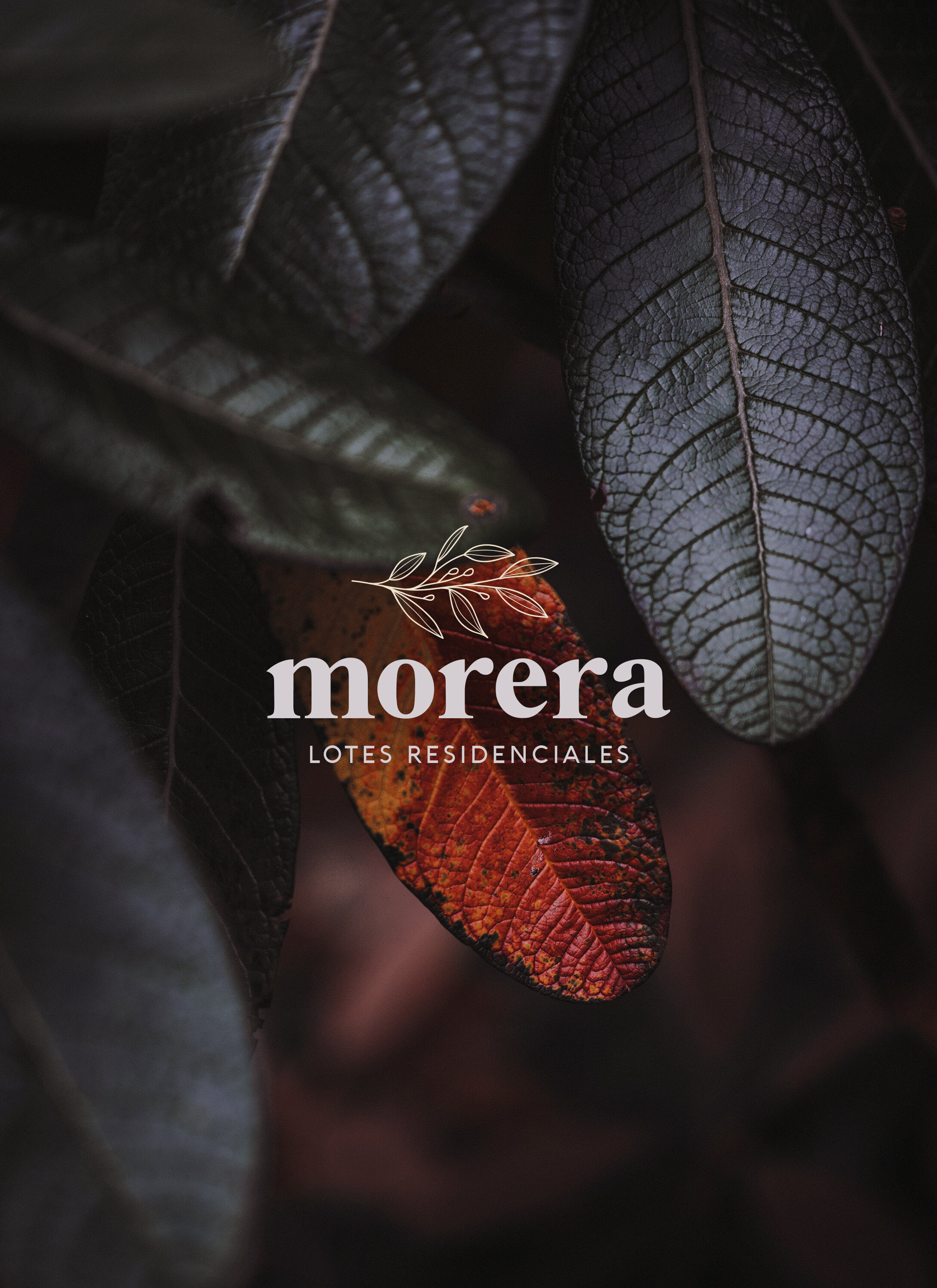 Morera logo3.jpg