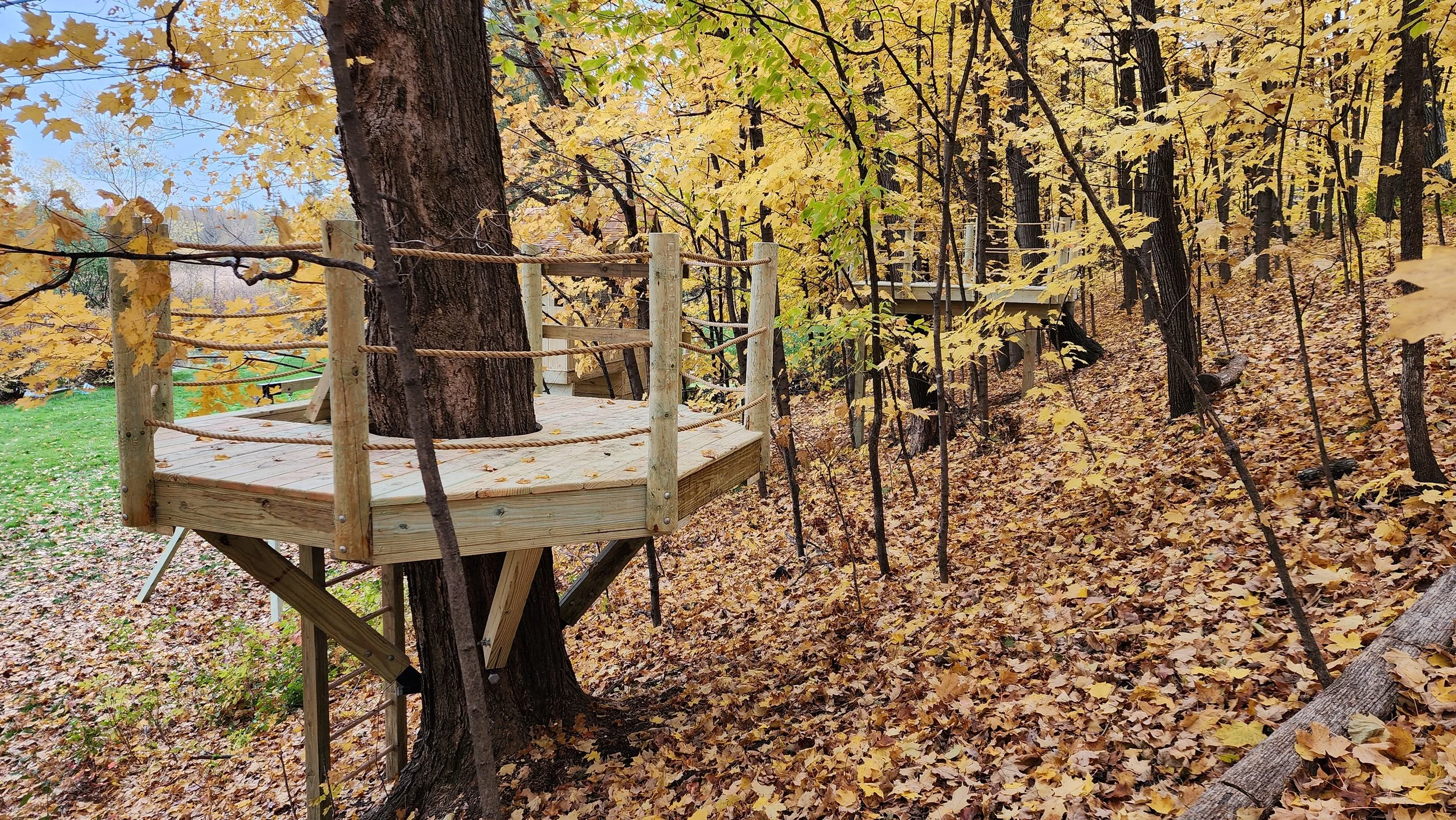 platform-around-tree.jpg