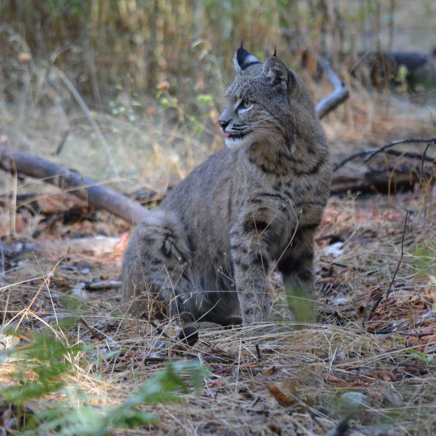 Yosemite National Park: Bobcats, Waterfalls & Views on Views!