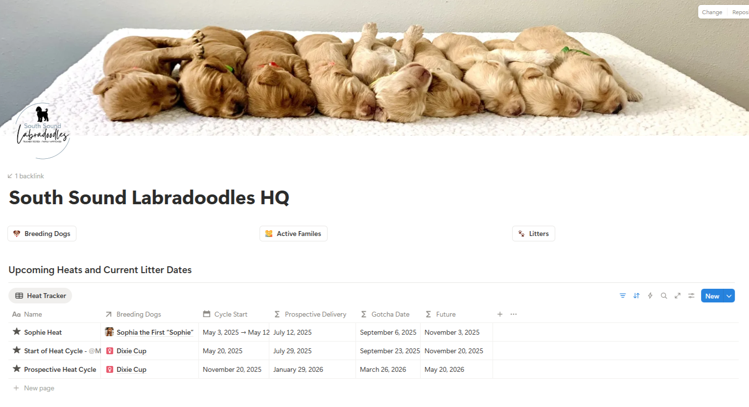 A row of nine sleeping golden retriever puppies lying on a white blanket with one small puppy on the end.