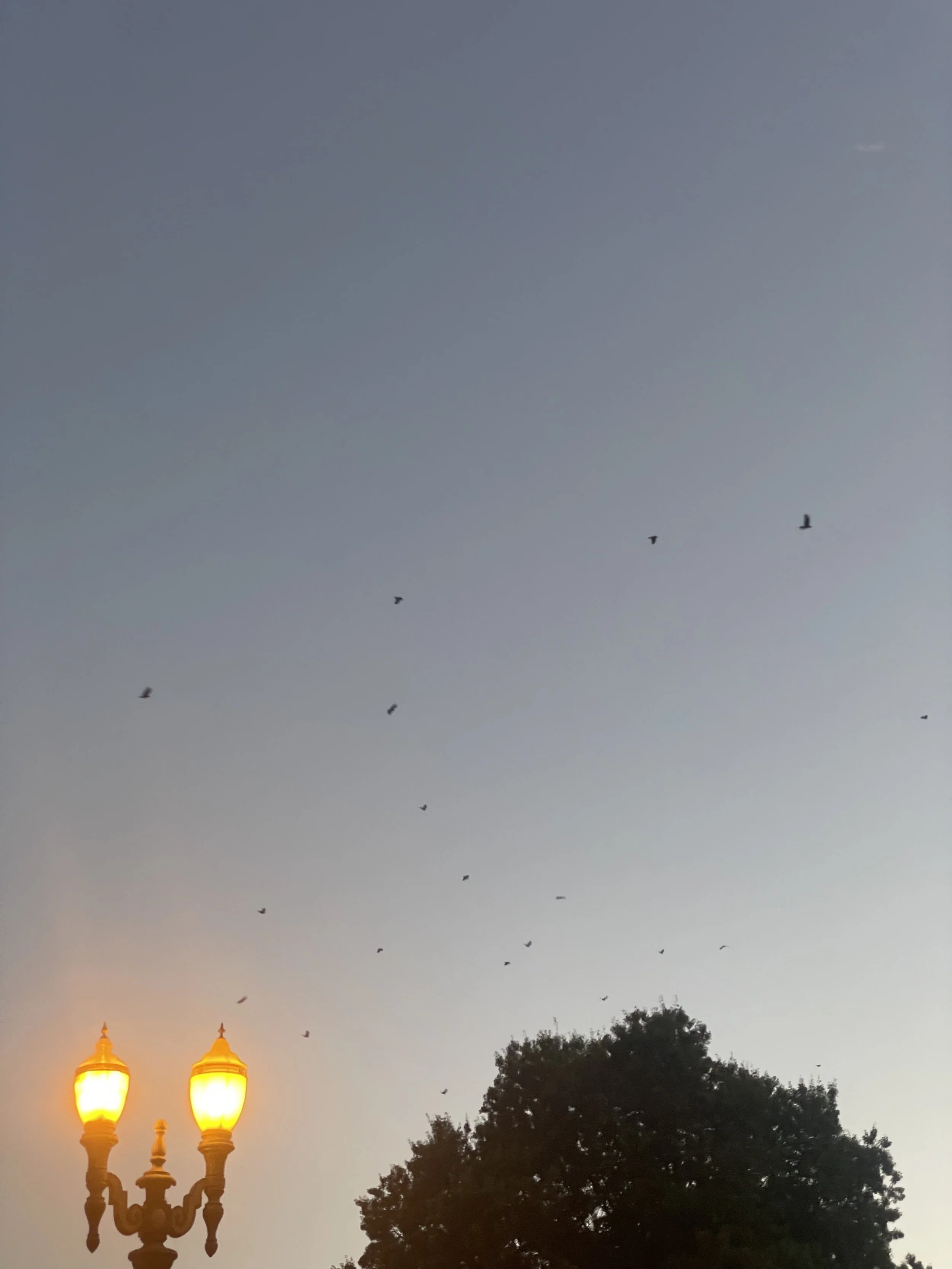 IMG_0768.jpeg