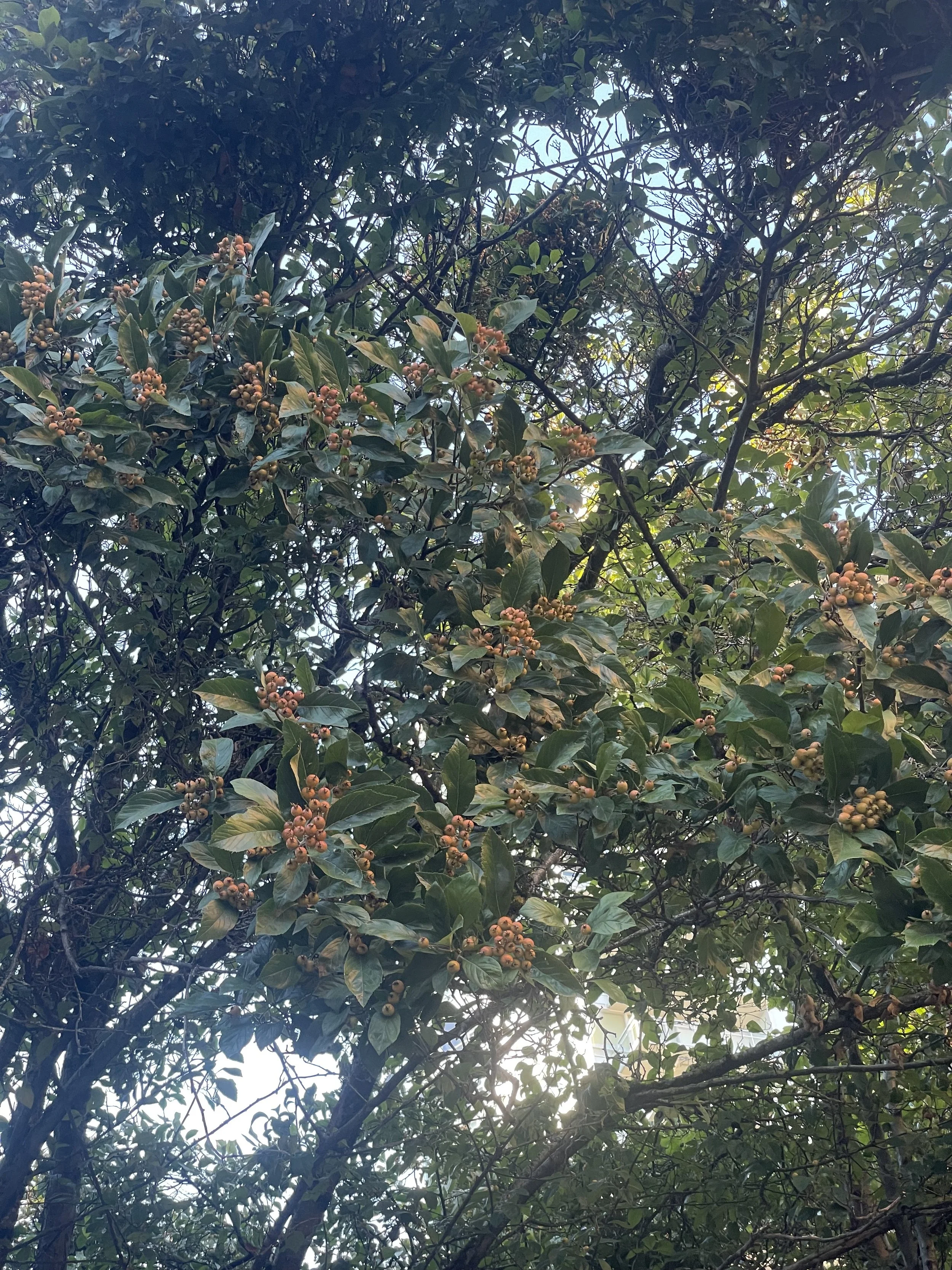 IMG_0763.jpeg