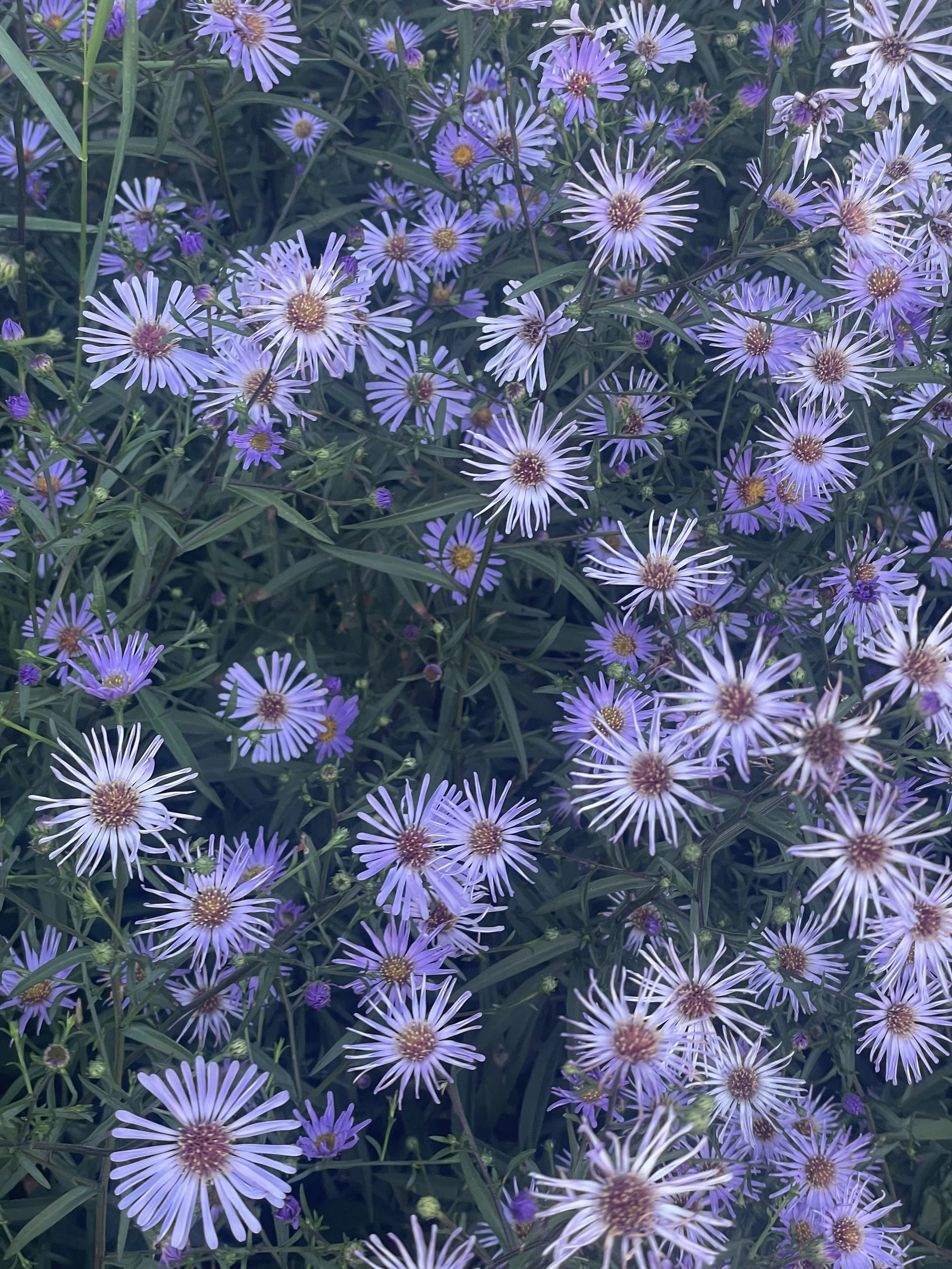 A480D4CA-FA26-4D35-8237-6BA303E8BE41.jpeg