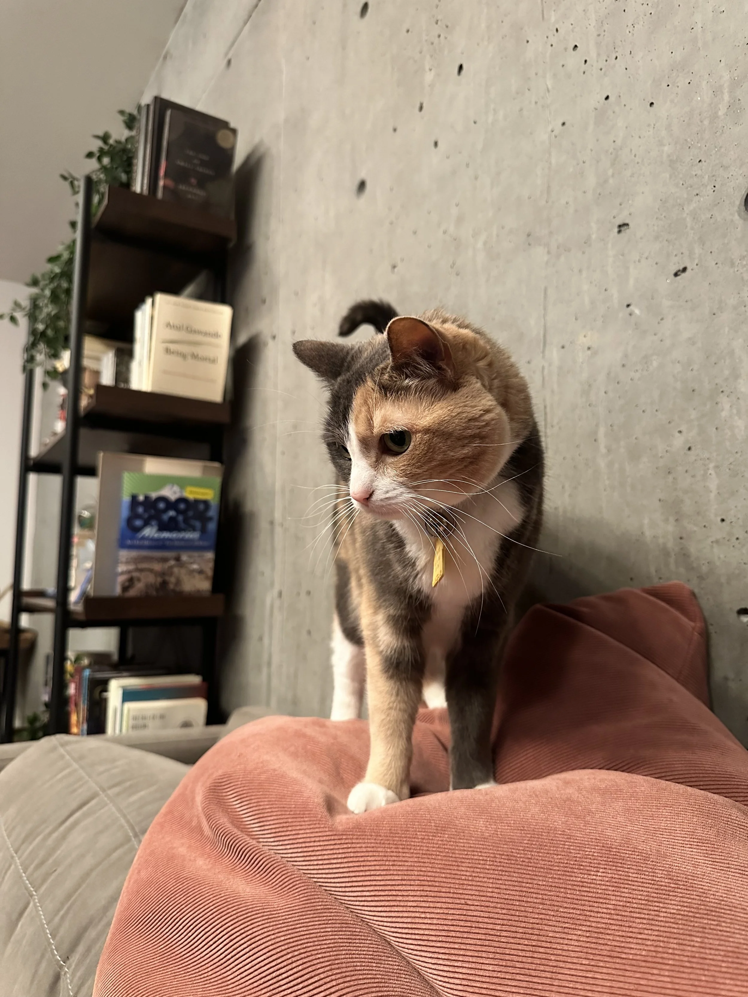IMG_5328.jpeg