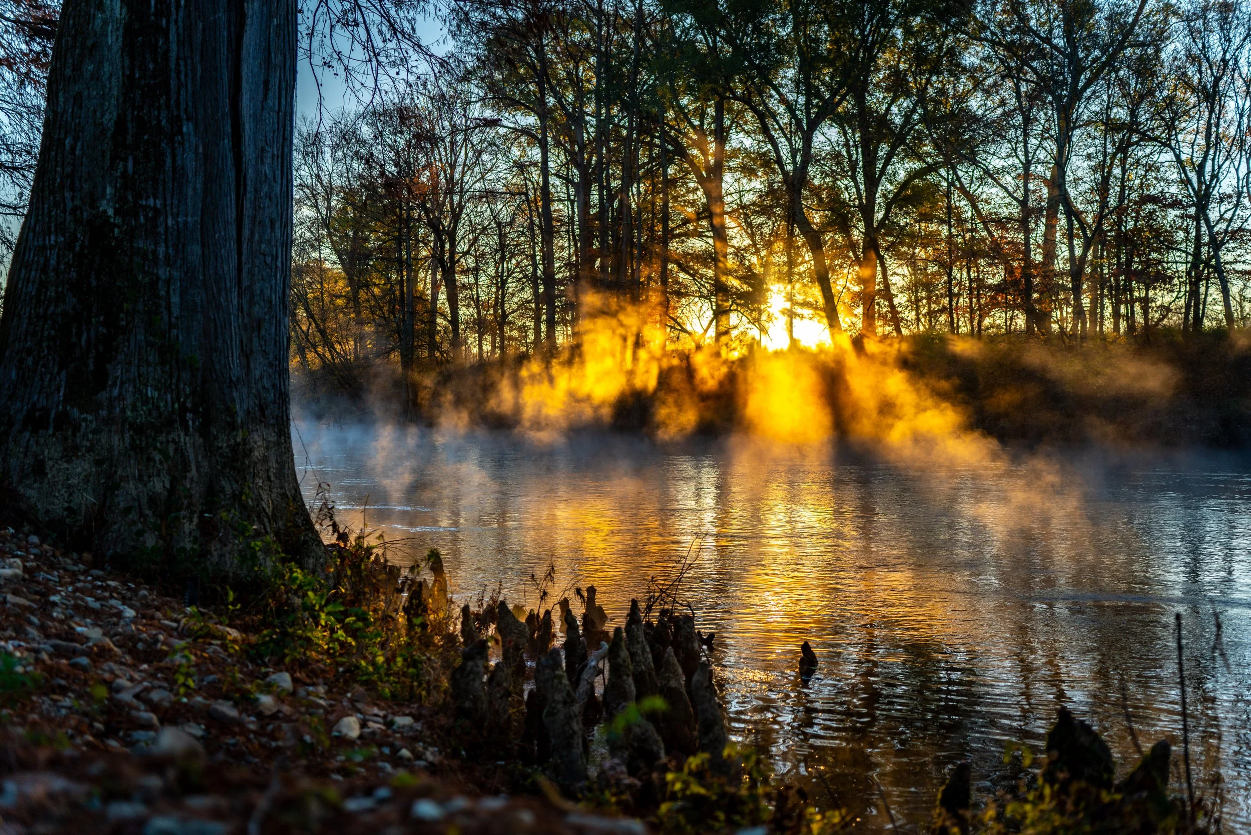 Sunset over a forest with tall leafless trees and a river in the foreground, with sunlight shining through the branches and fog rising from the water.