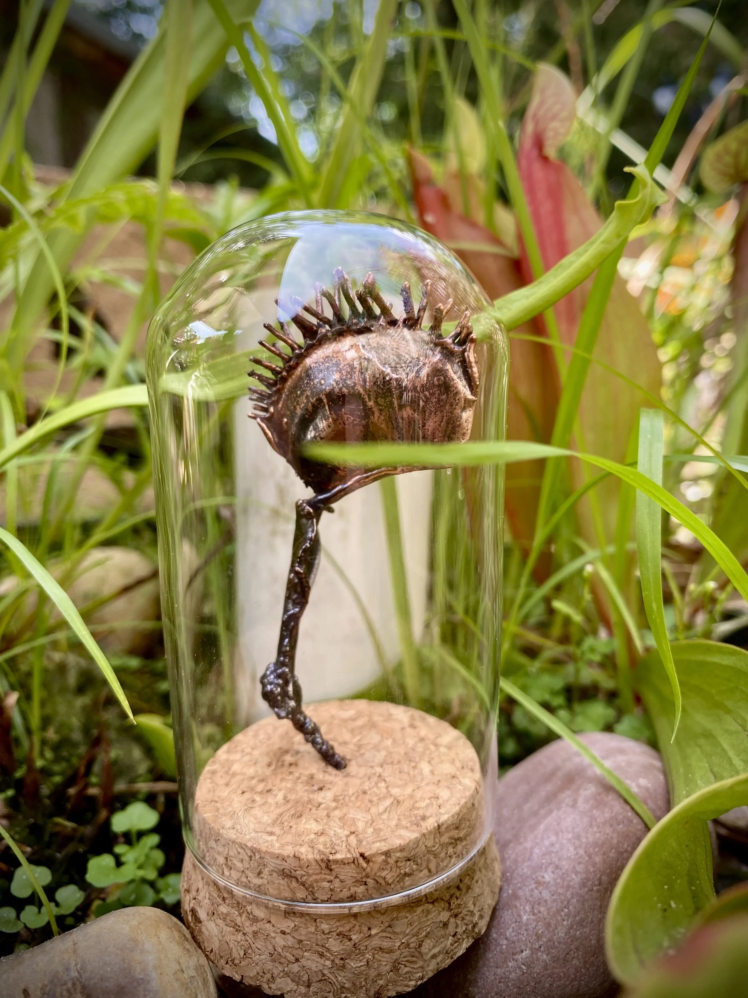 Glass cloche with carnivorous plant