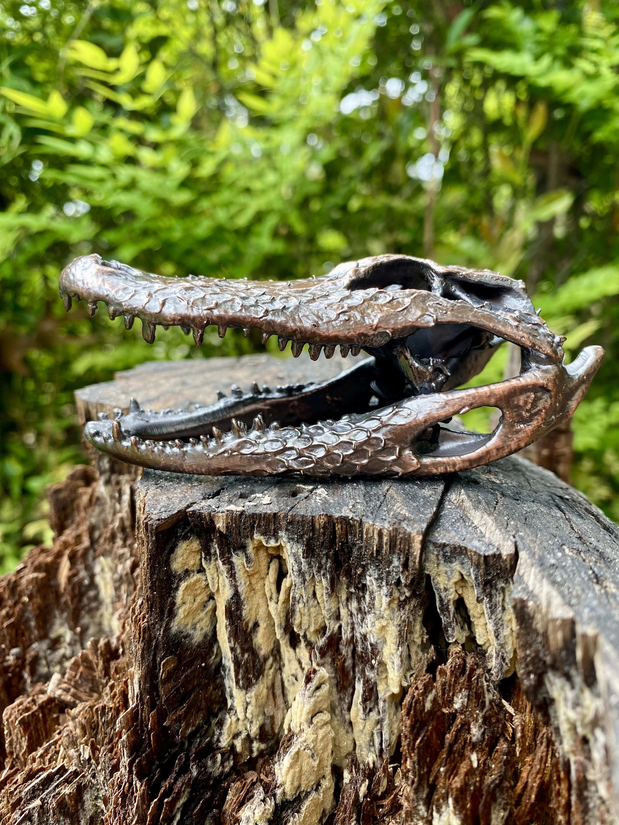 Alligator skull side view
