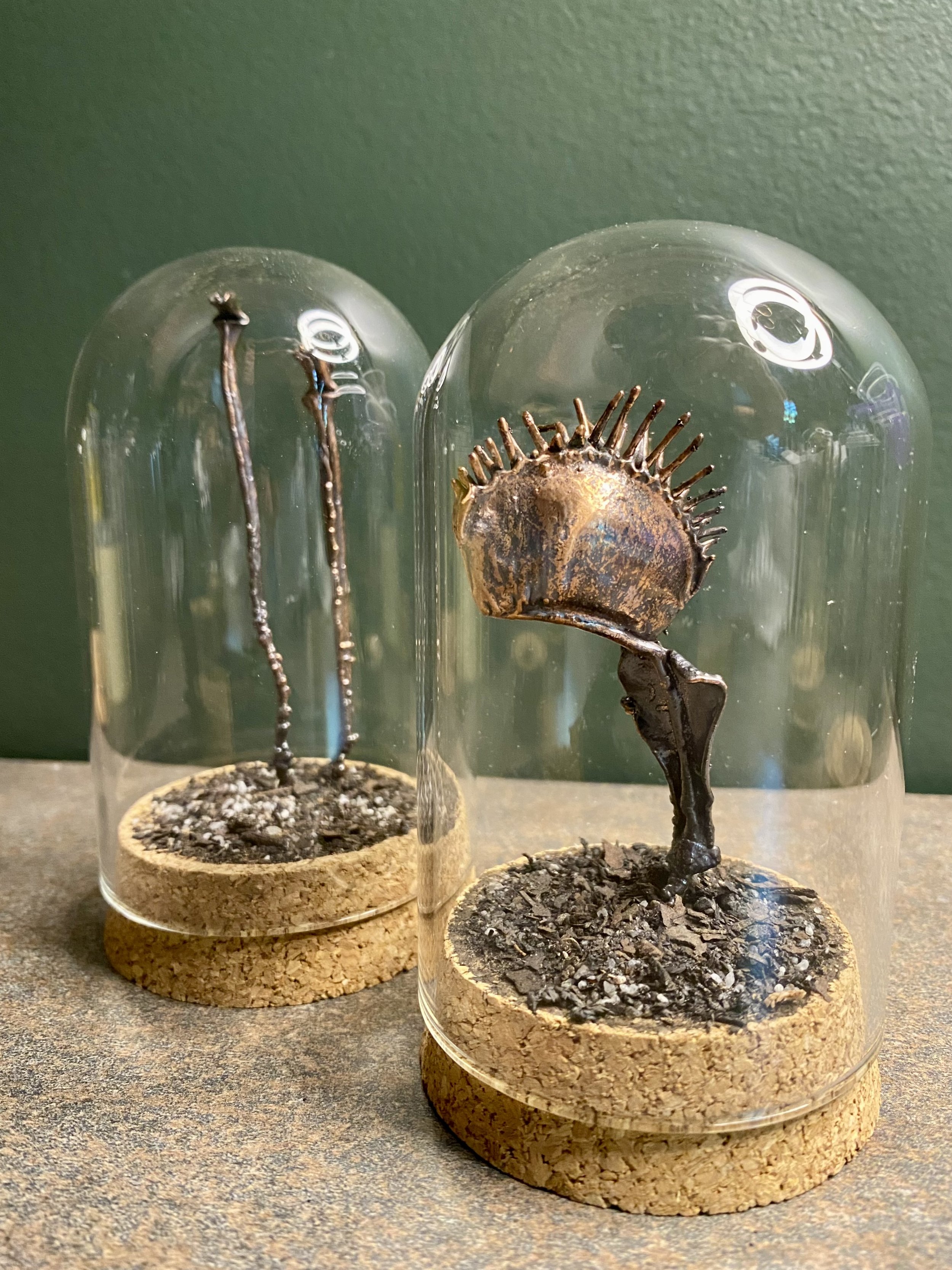 Carnivorous plants in glass cloche