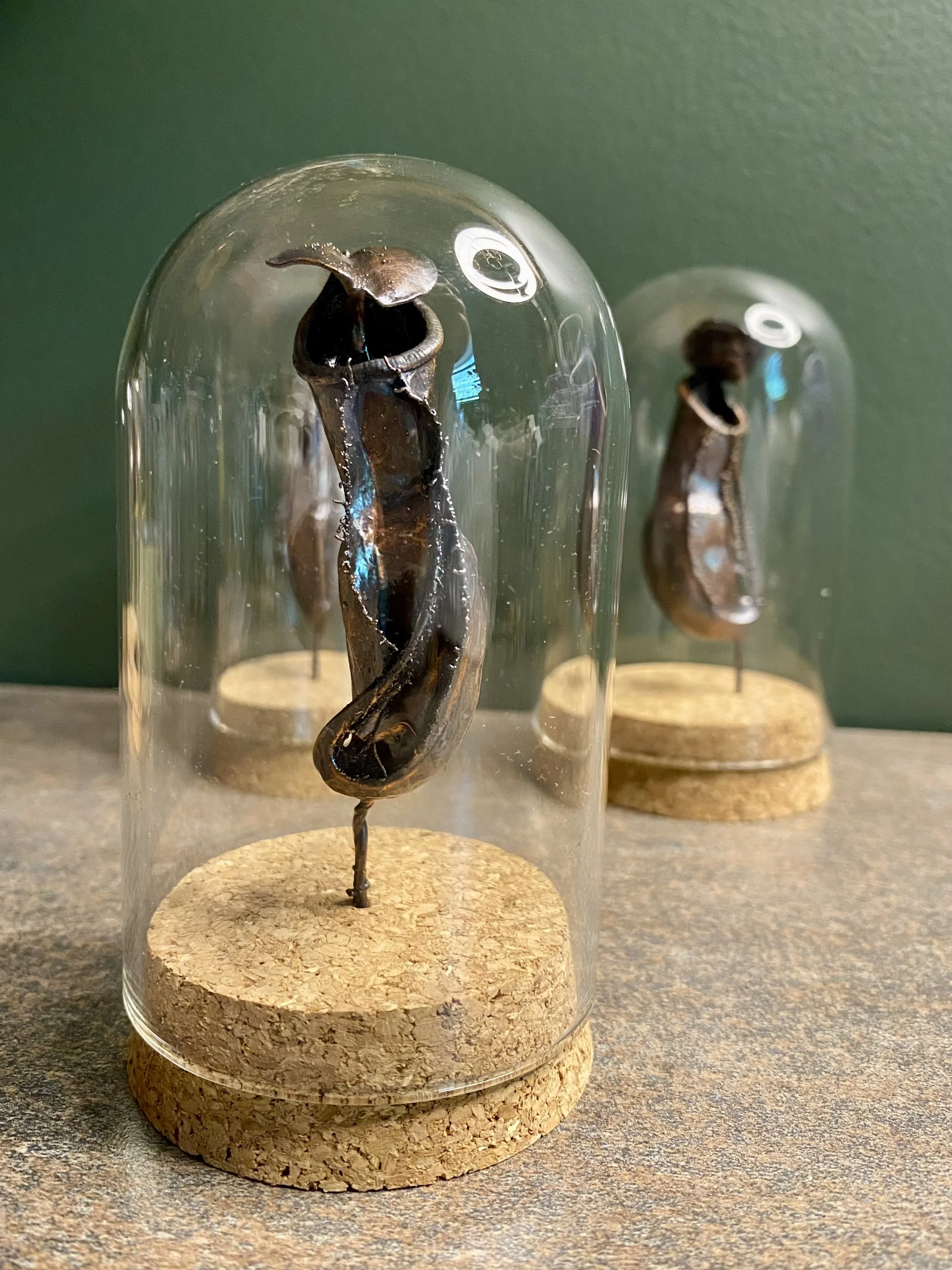 Carnivorous plants in glass cloche