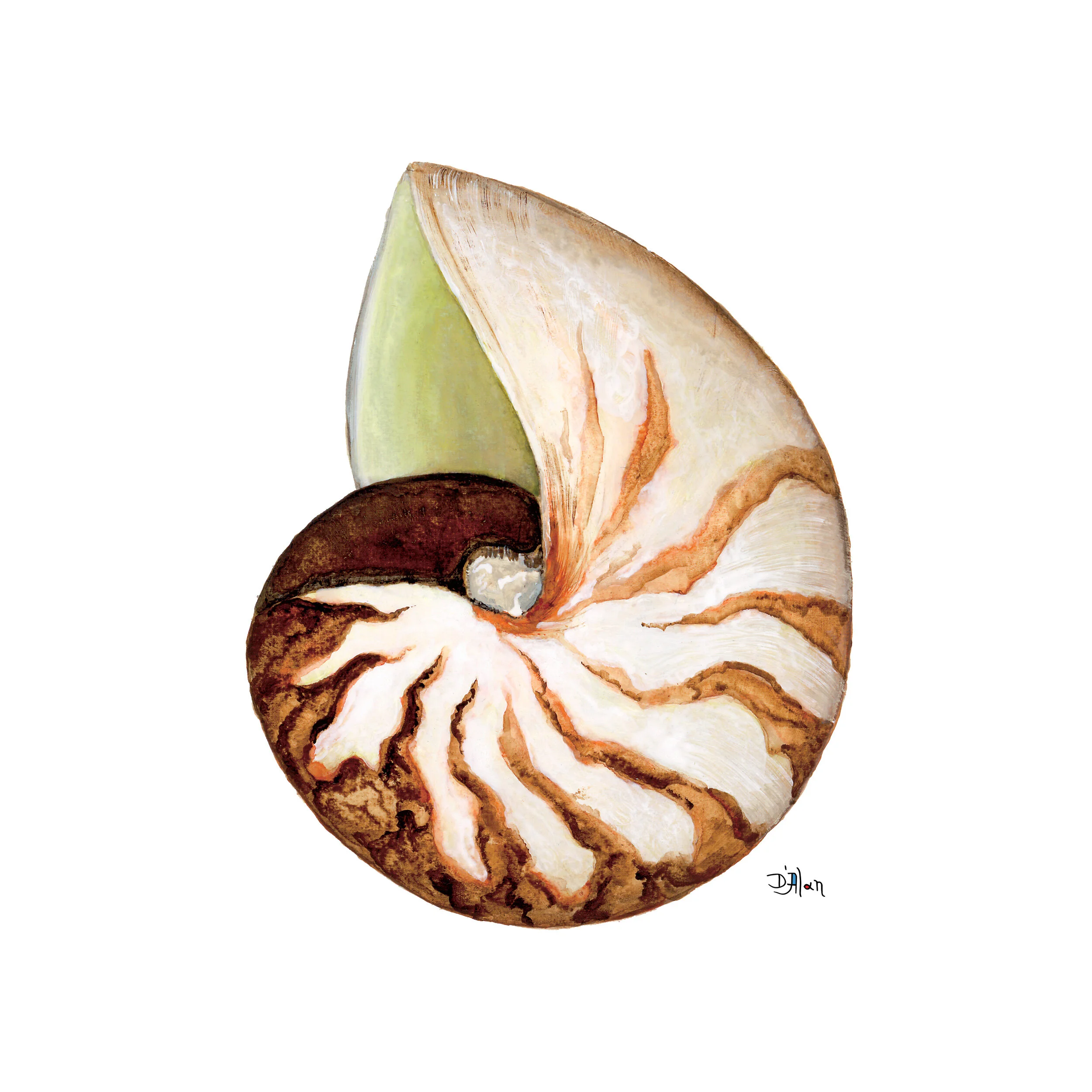"Nautilus Series - The Breakers Nautilus"
- Watercolor on Paper -
© David Alan Sincavage