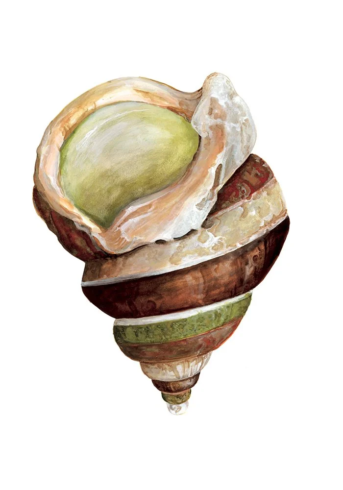 "Nautilus Series - The Breakers Triton"
- Watercolor on Paper -
© David Alan Sincavage