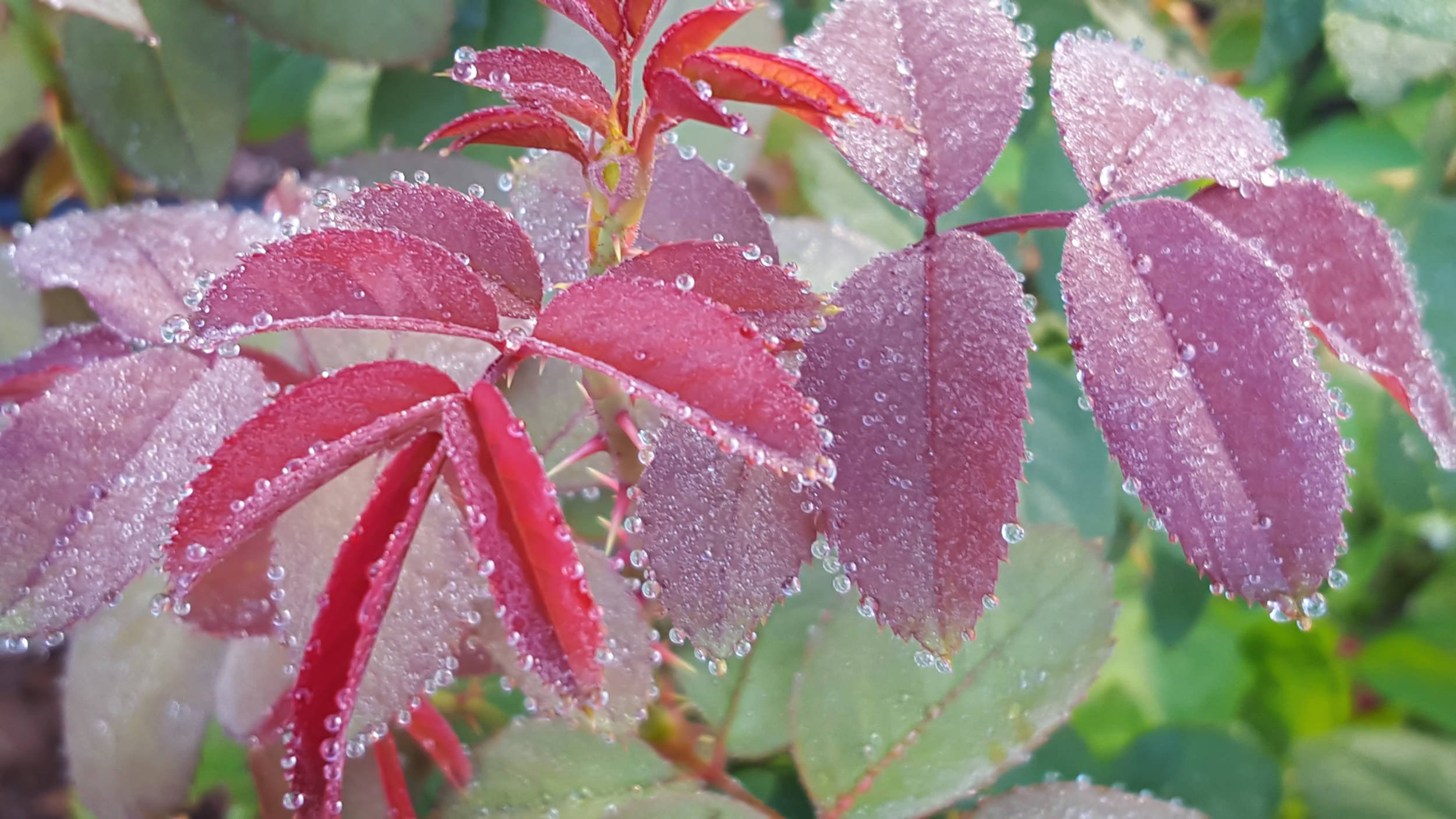 Young rose leaves with rain drops to illustrate a fresh start