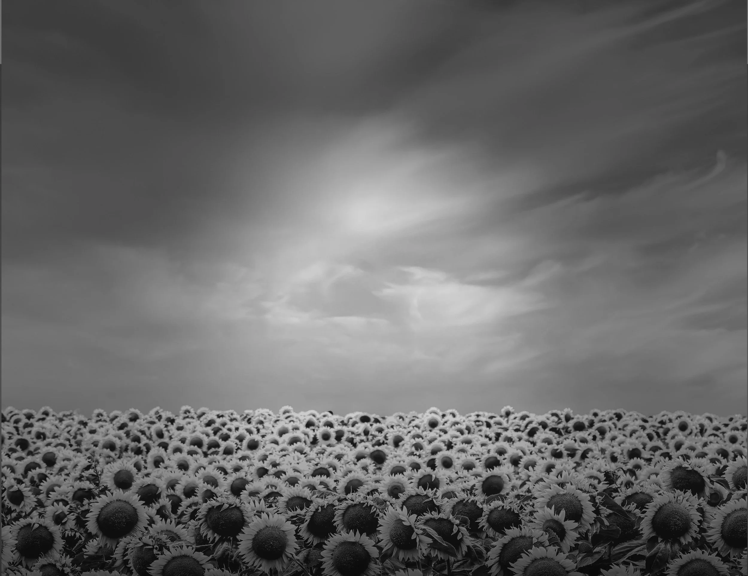 Field of sunflowers to bring Ukraine to mind.