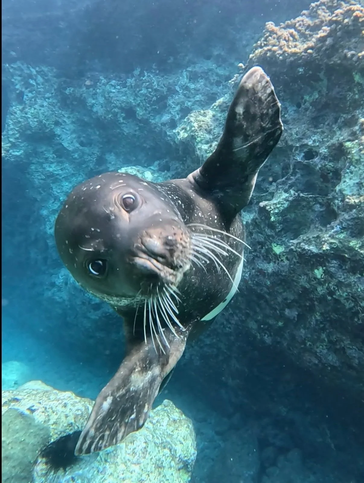 Hello from this cute little Mediterranean monk seal 🥰🦭The side-eye on the last slide though might reveal its real mood 👀

A VARY RARE capture under Cyprus waters!

The Mediterranean monk seal is one of the rarest marine mammals in the world, with 
