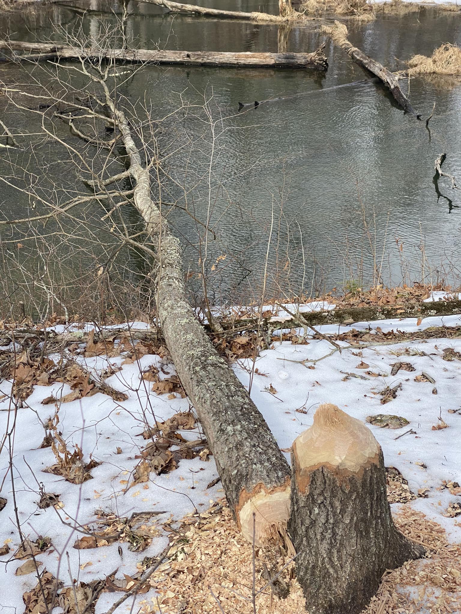 Beaver Tree with Tree 202303.jpg