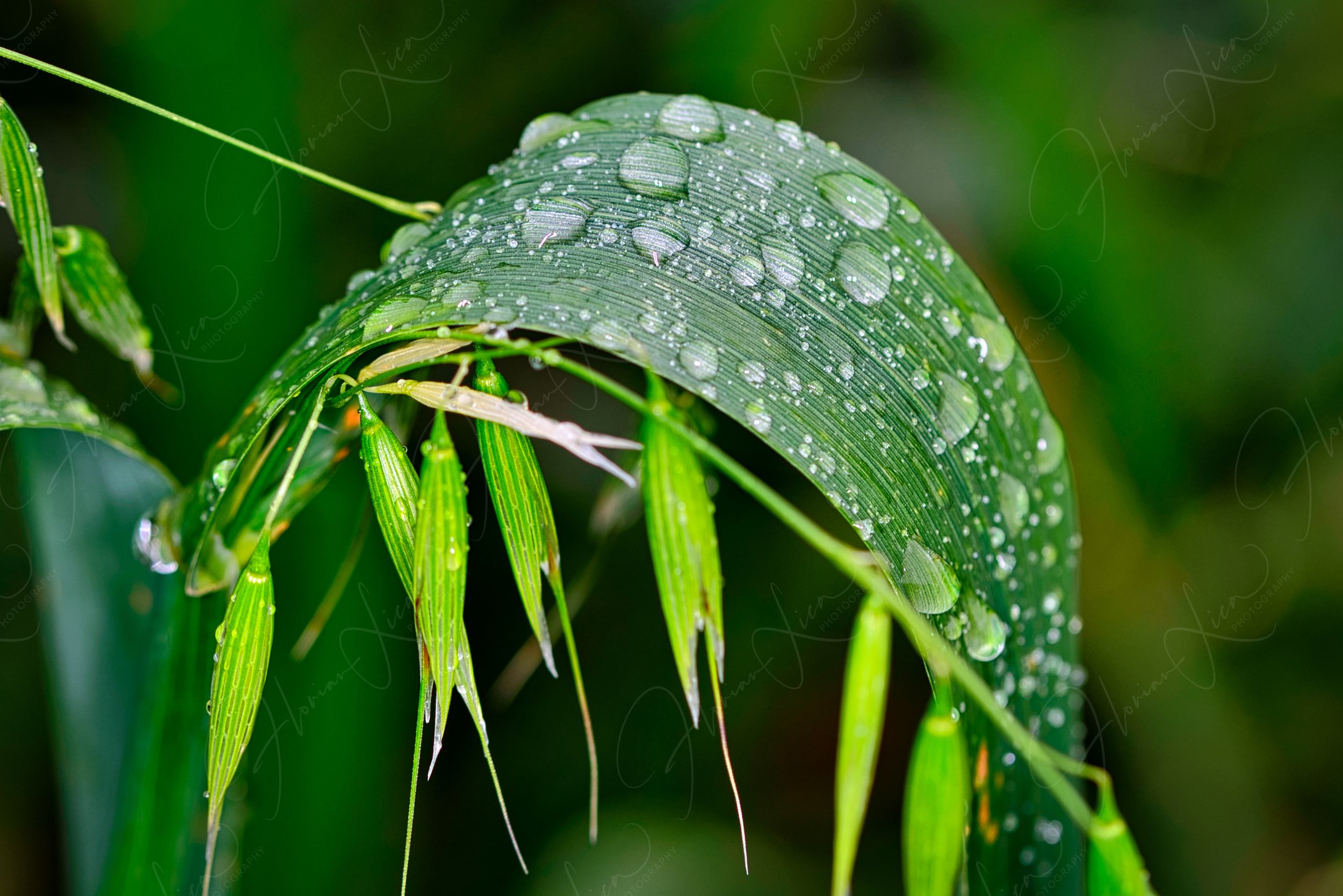 Botanischer Garten der Universität Basel