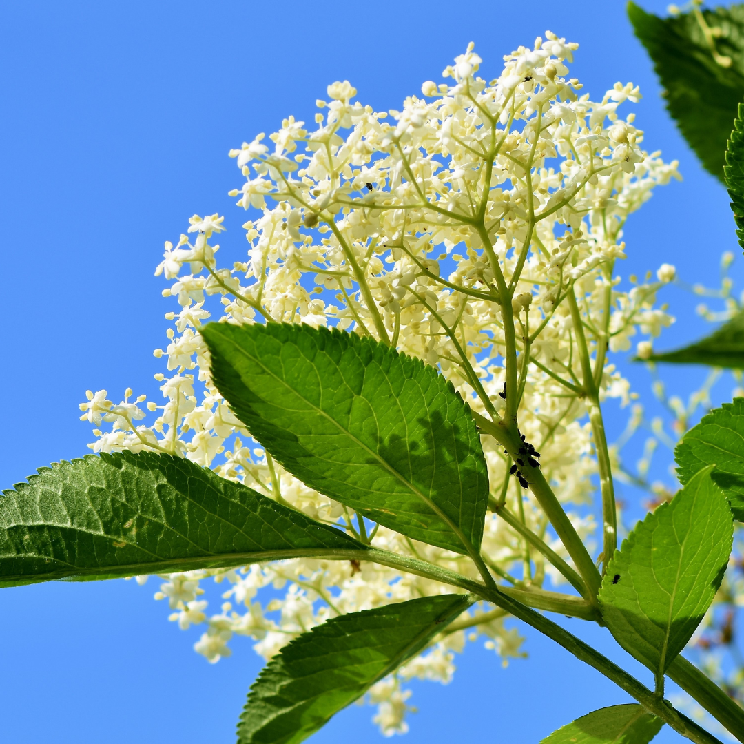 elder flower.png
