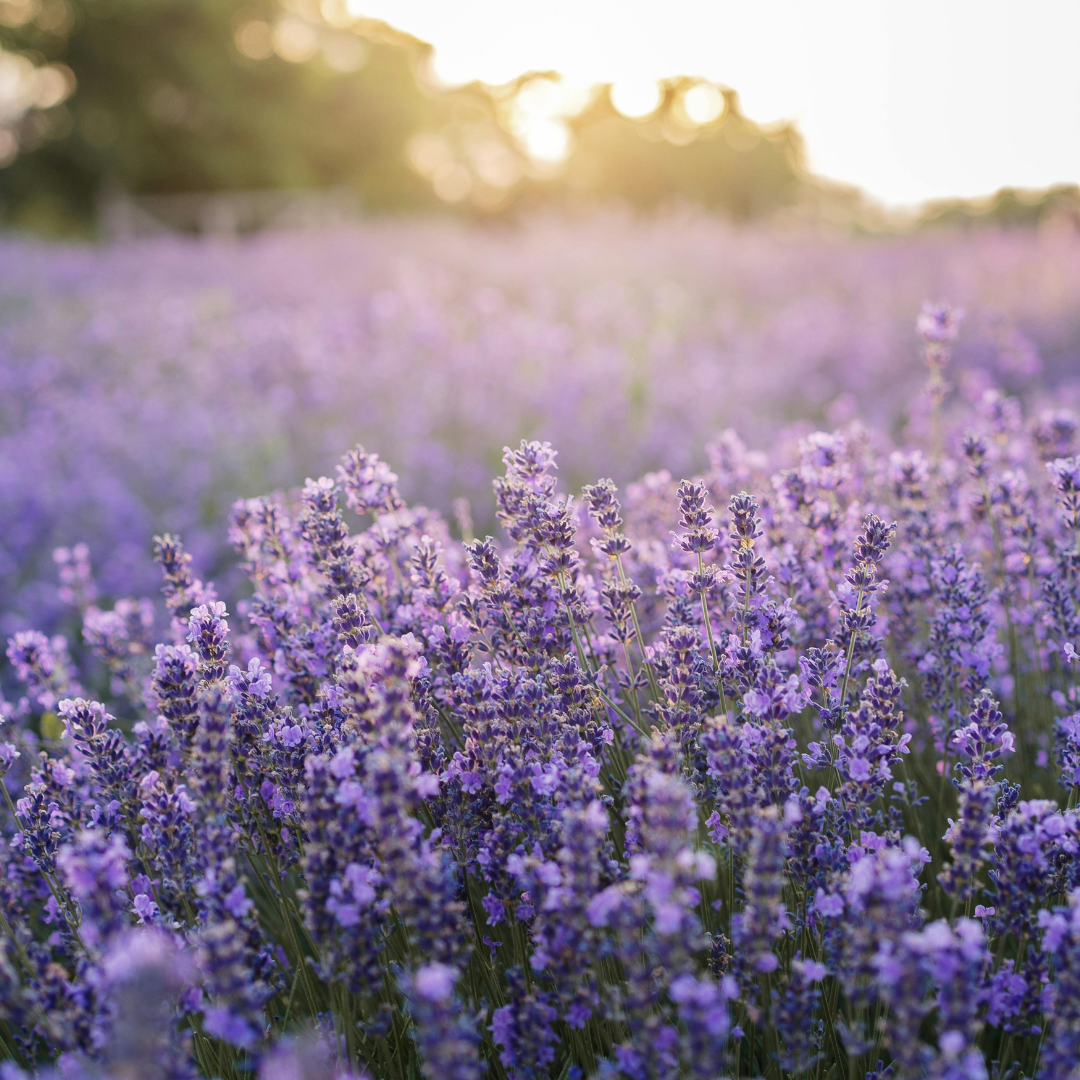 lavender plants.png