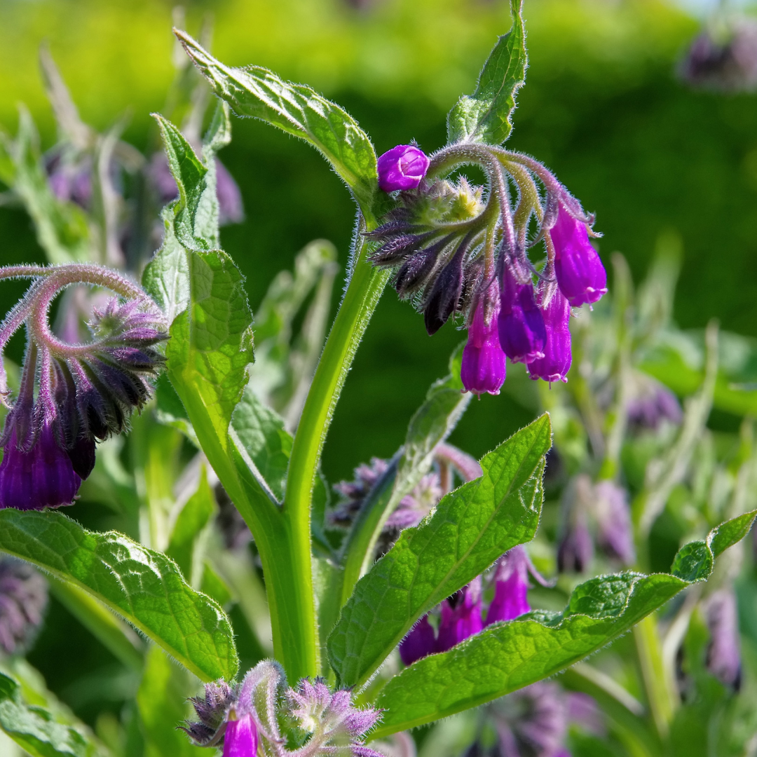Comfrey.png
