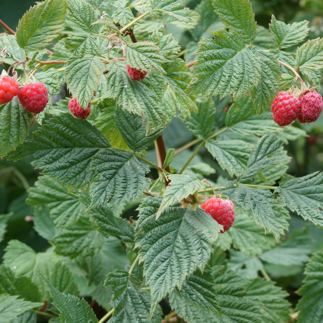 raspberry.png (Copy)