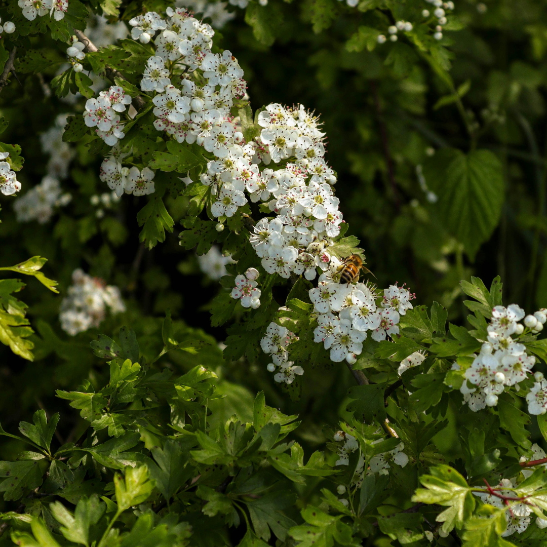hawthorne leaf and flower.png (Copy)
