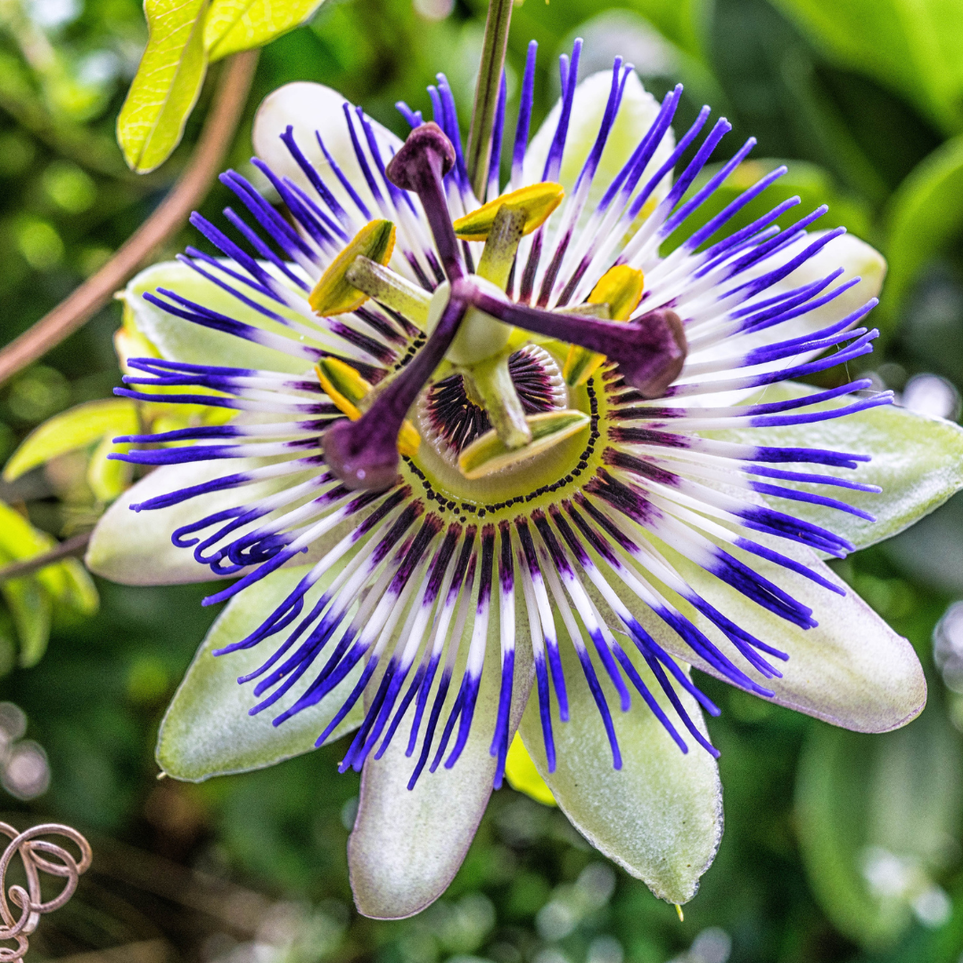 passion flower.png