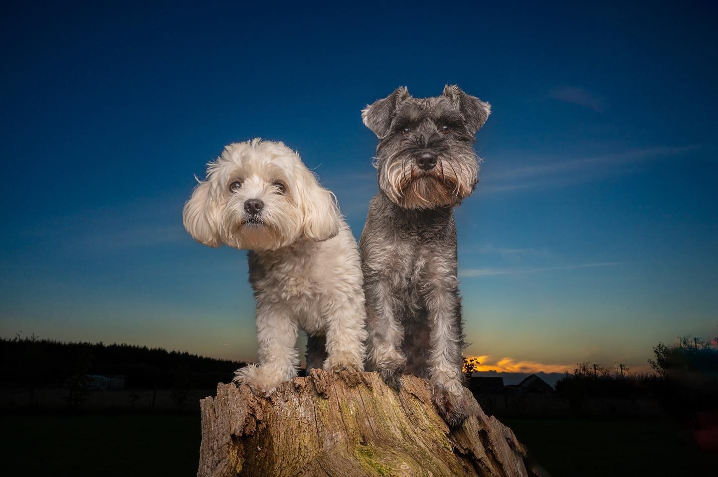 The super cute Tilly &amp; Teddy 😍😍 

Such a lovely clear sky yesterday evening when we took this image and the doggies where absolute stars. 
It&rsquo;s a very different day today though. It&rsquo;s very grey, wet and windy and we have a power cut
