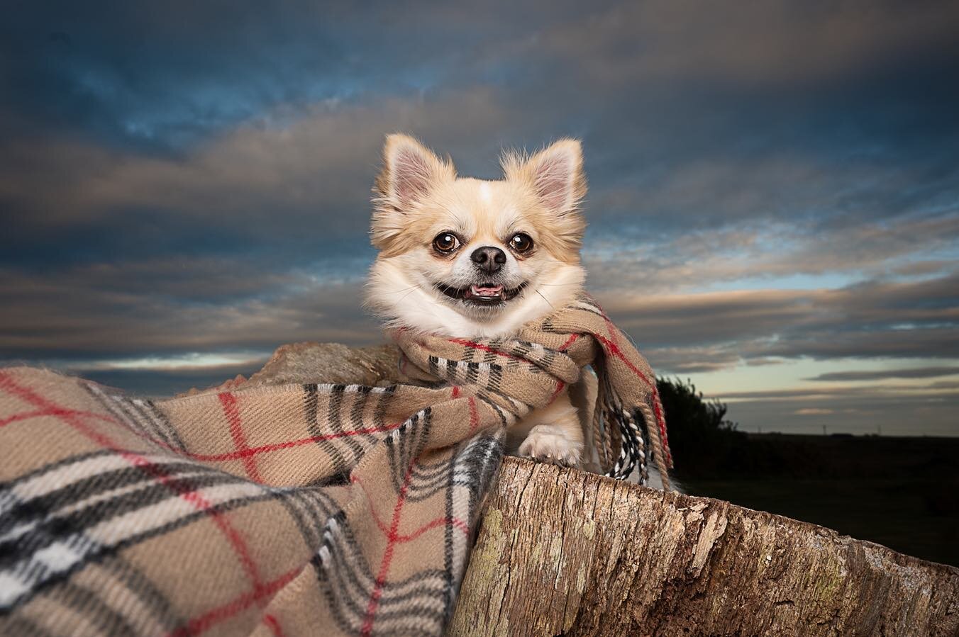 Bear 😍

It&rsquo;s getting colder guys. Time to grab some extra layers&hellip;
 Brrrr 🥶

🐾

#winterscoming❄️ #cosydog #dogsofinstagram #chihuahuasofinstagram #chihuahualove #dogphotographyobsession #dogphotography #aberdeenshire #aberdeenshiredogp