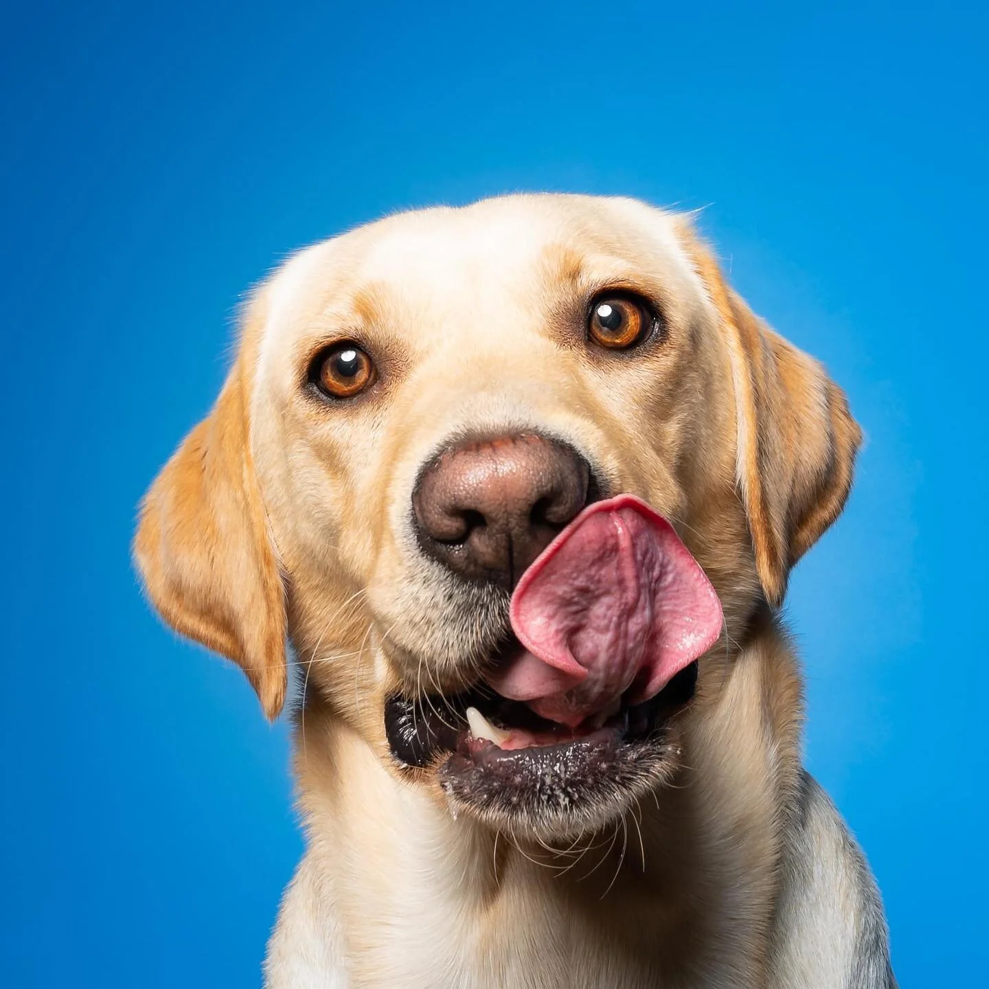 Who else loves Sunday dinner? 😋

🐾

#foodlover😋 ##labradorfeature #labrador #labrador_lovers #lickoftheweek #tongueouttuesday #tongueouteveryday #dogphotographers #dogphotography #lovemydog #aberdeenshirephotographer #aberdeenshirepets