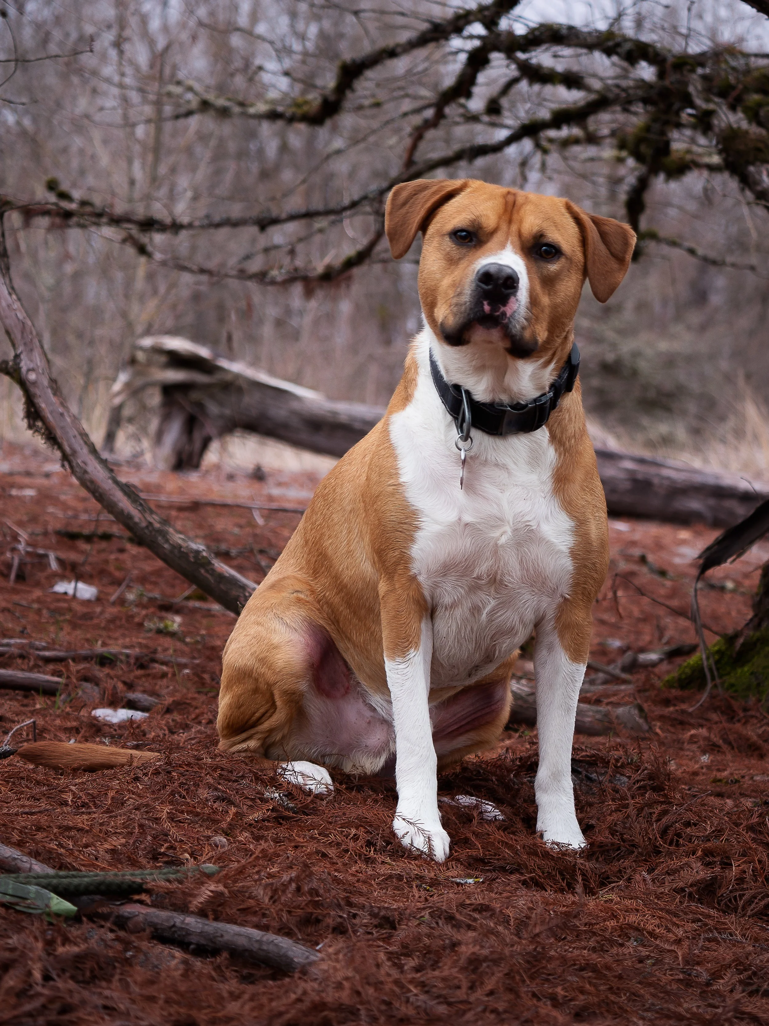 A brown and white dog sitting on red forest ground with trees and fallen branches in the background.
