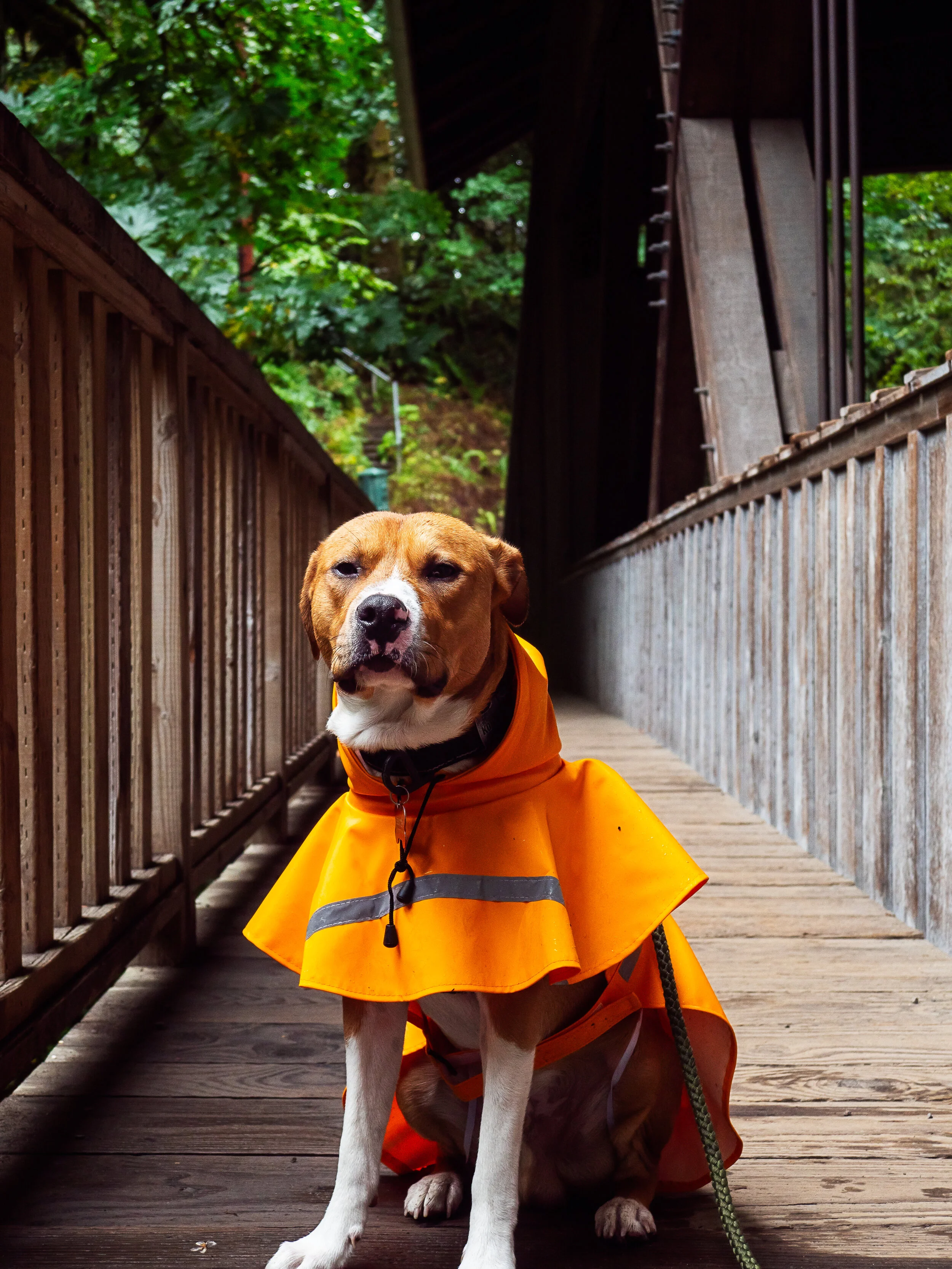 A dog wearing an orange raincoat sitting on a wooden bridge surrounded by greenery.