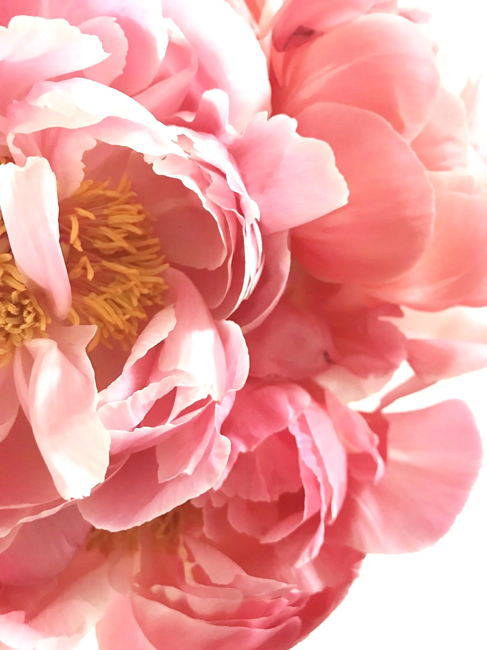 Close up pink peonies