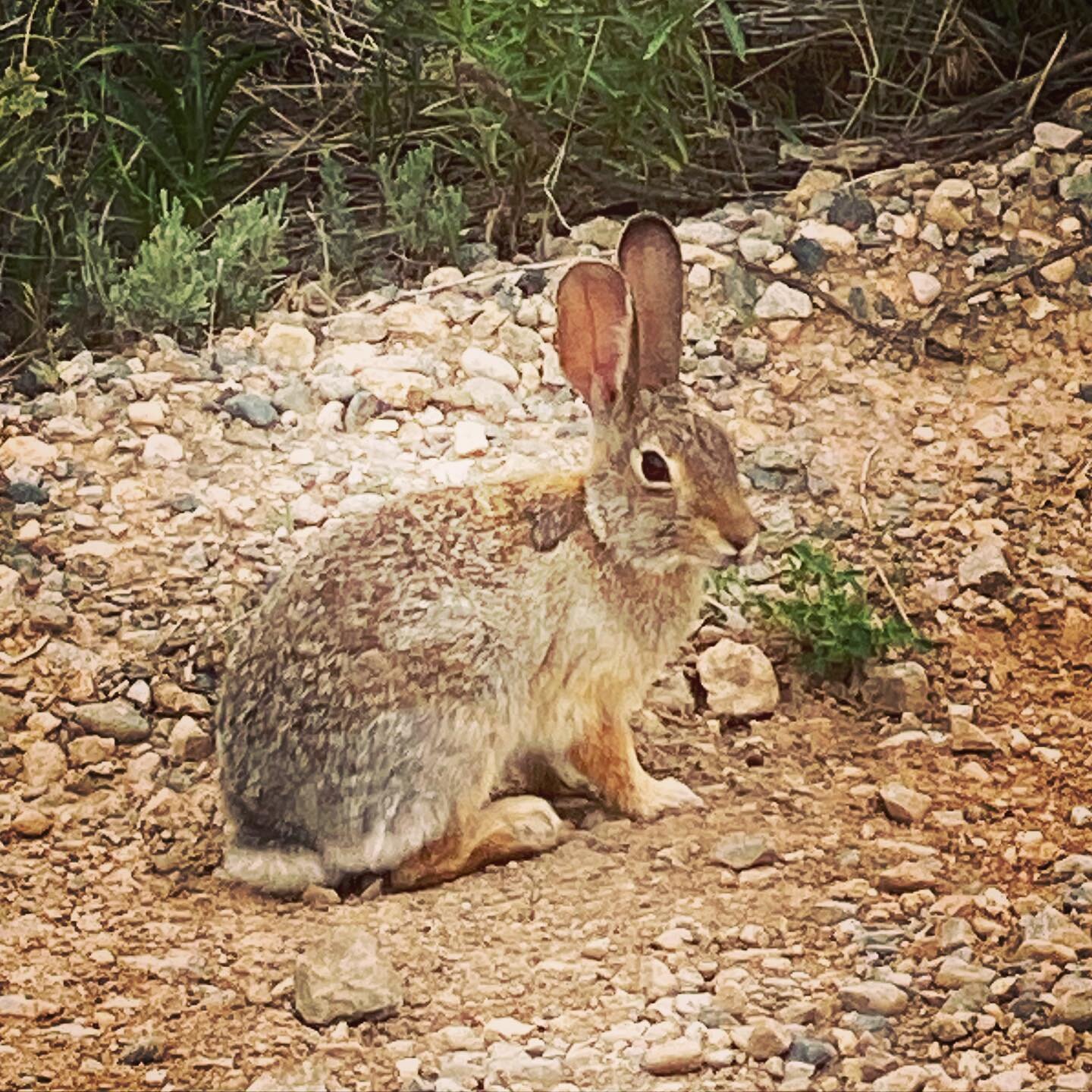 Cute locals.