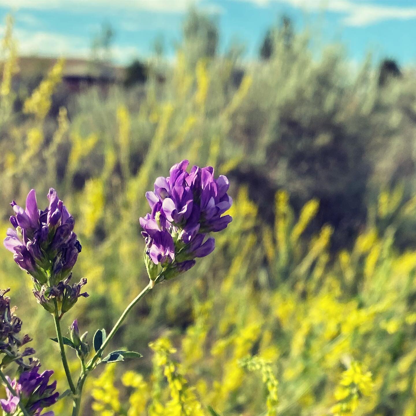 Everything has beauty, but not everyone sees it. &mdash; Confucius

#wildflowers #highdesert #taos #artbooks