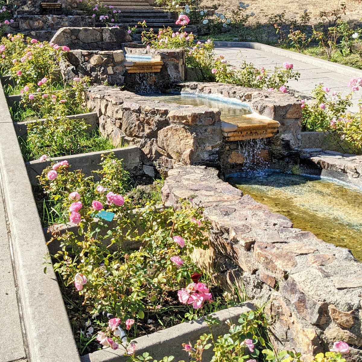 Morcom Rose Garden