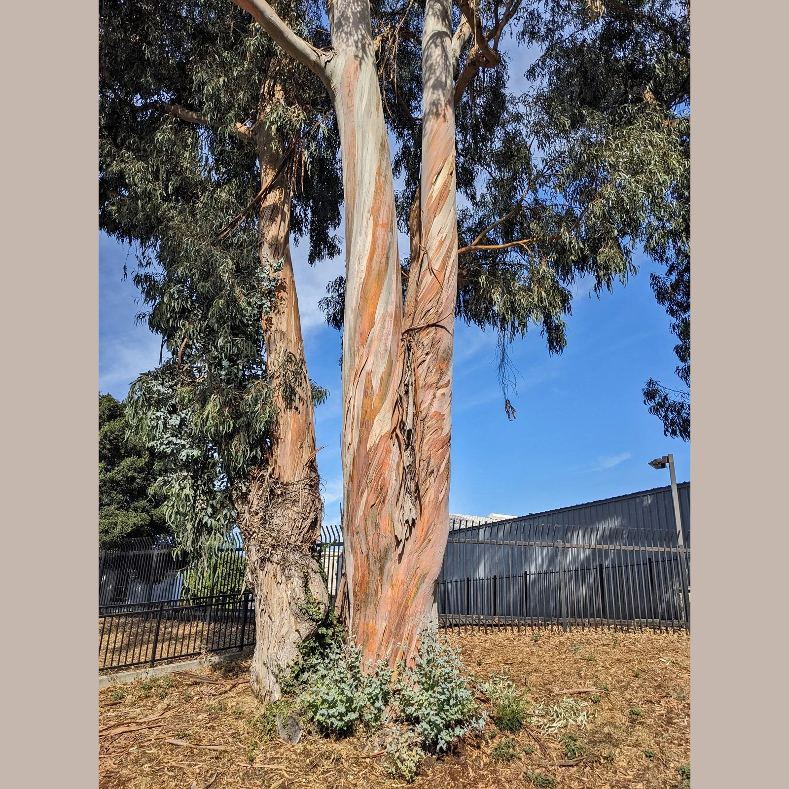 Temescal Creek Park - 2nd Visit