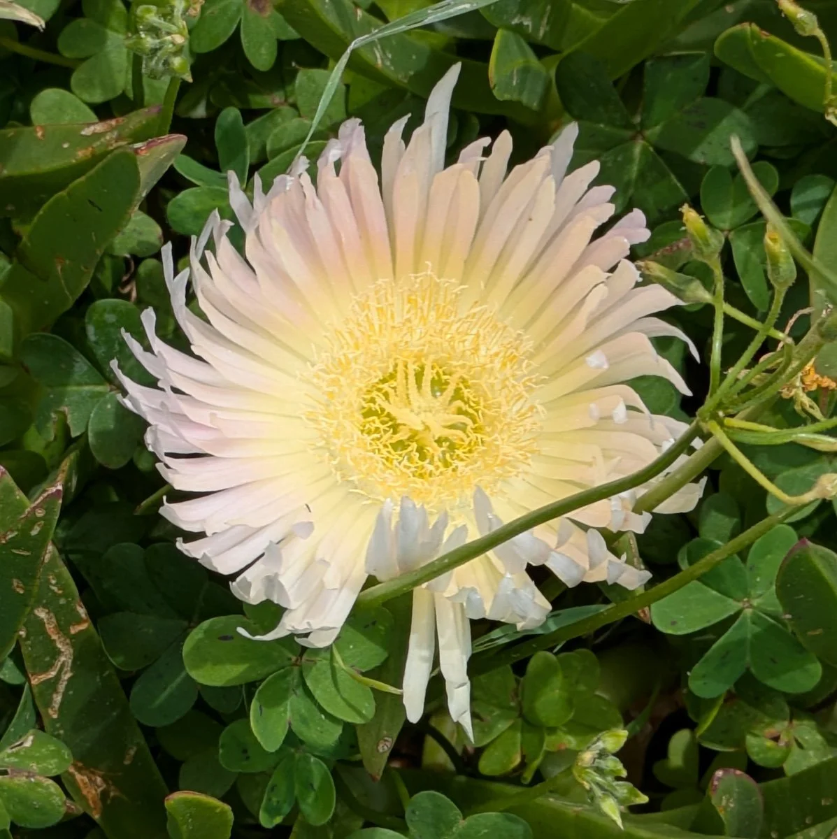 Albany Bulb Flowers