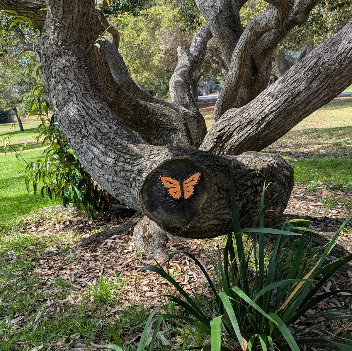 Lake Merritt Butterflies