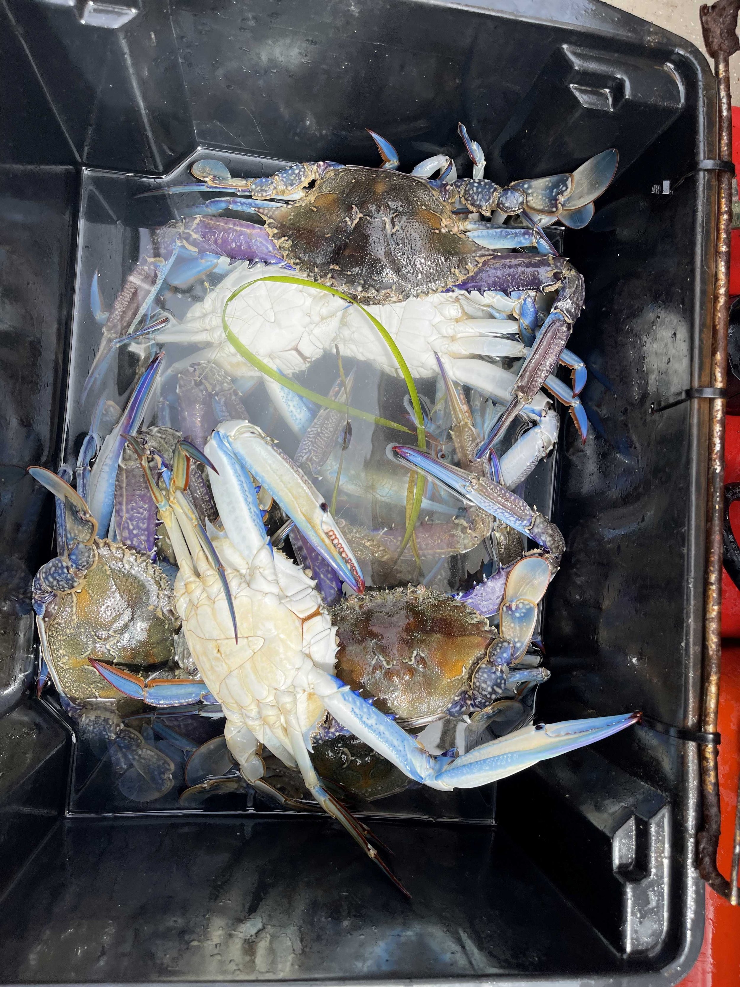 crab.jpg