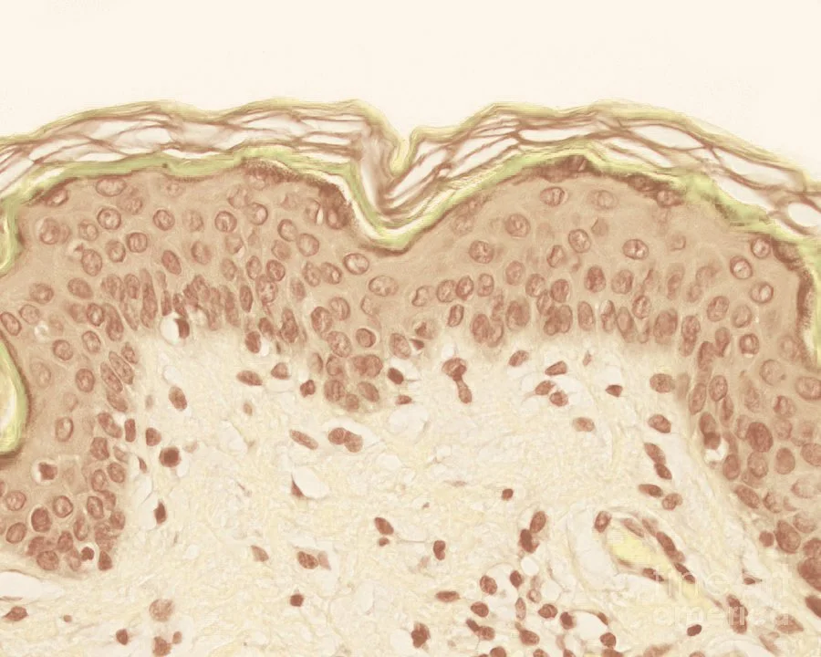 10-skin-epidermis-jose-calvoscience-photo-library.jpg