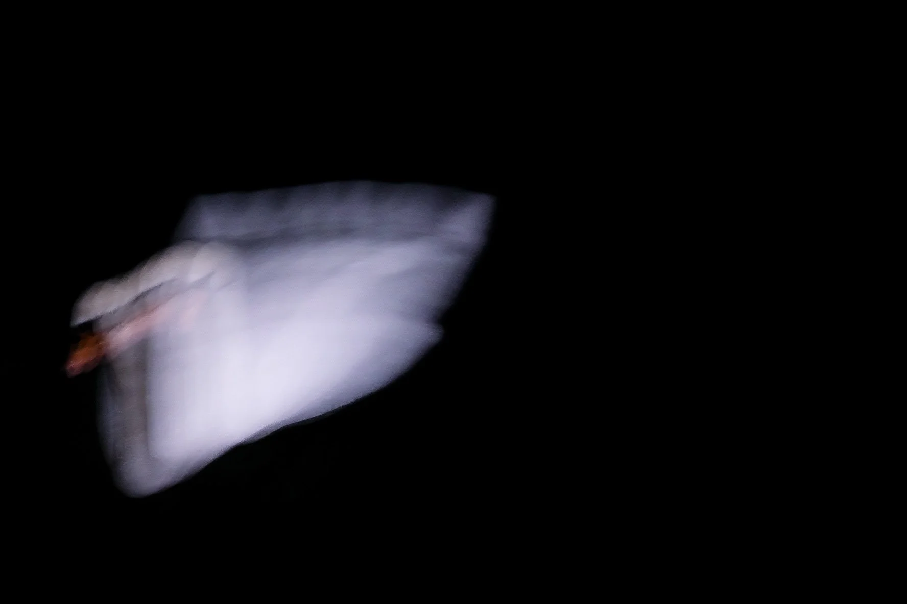 Swan in motion
Chf. 70.- 