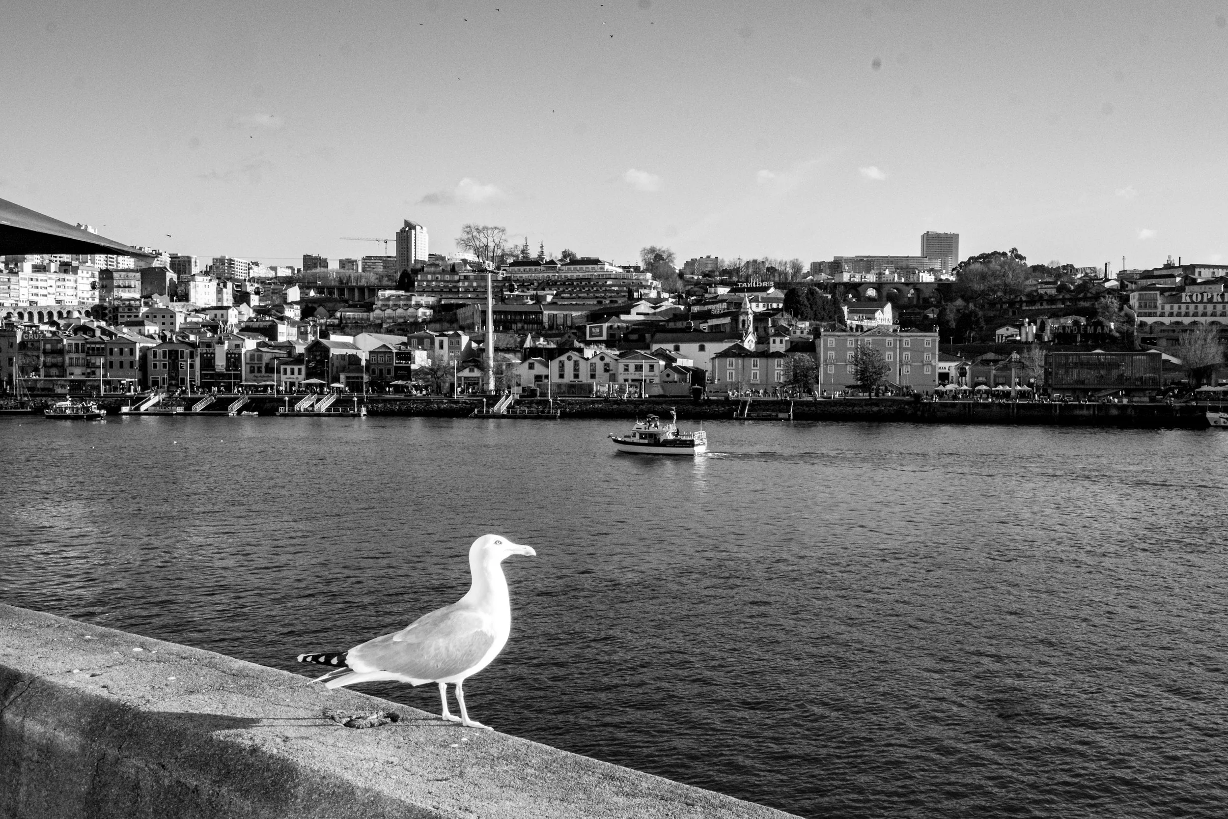 the seagull
Chf. 70.- 