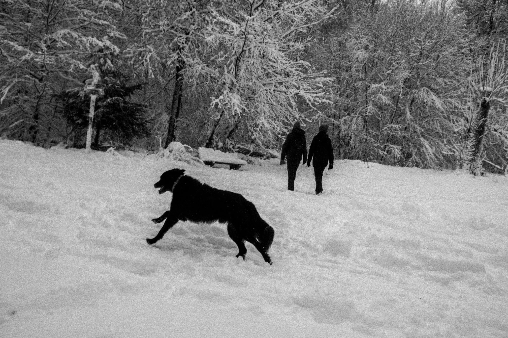 "This black dog was so happy and couldn`t stop running in the snow" 2026