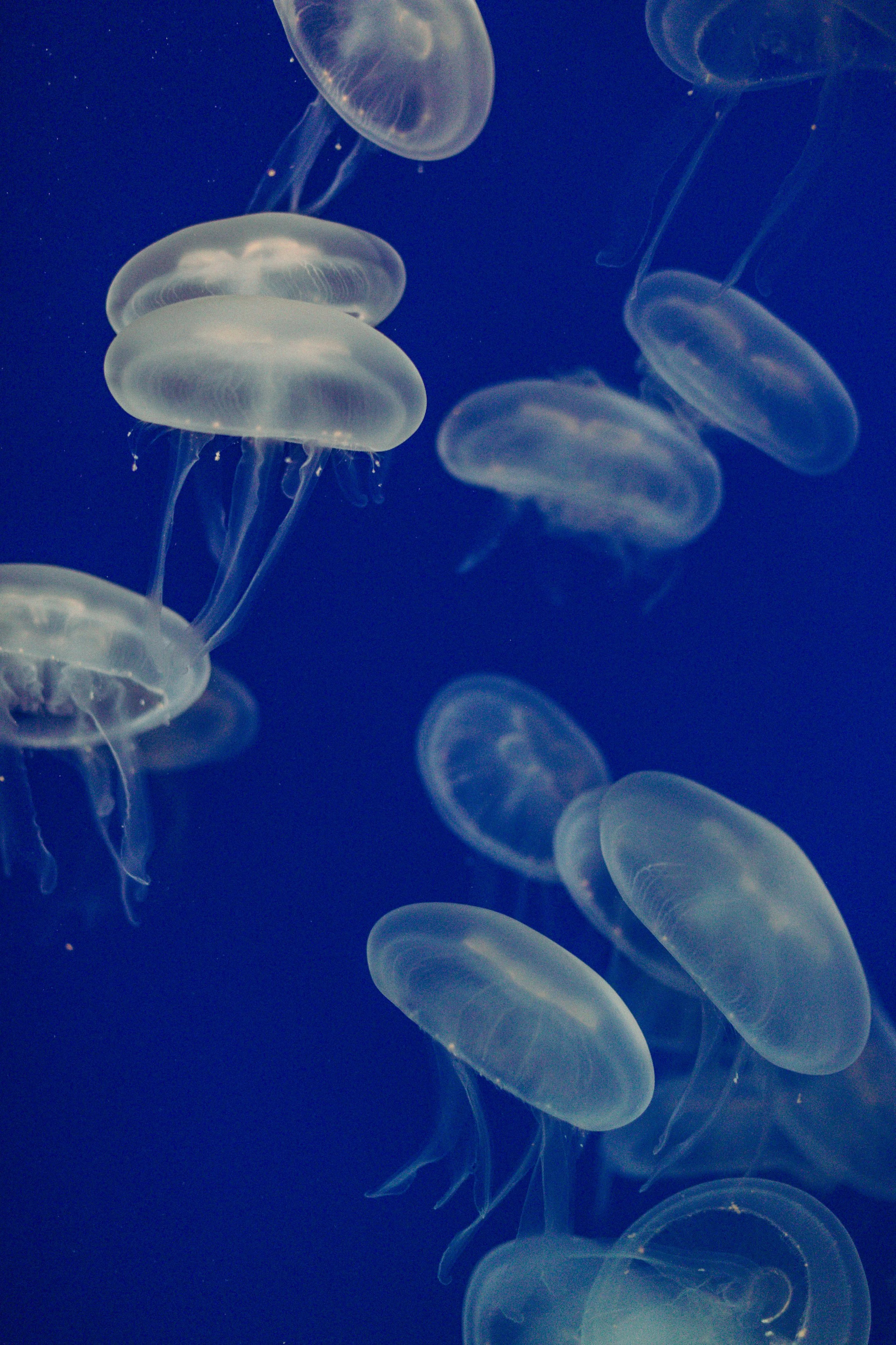 “Jellyfish in Porto’s aquarium.”  2024