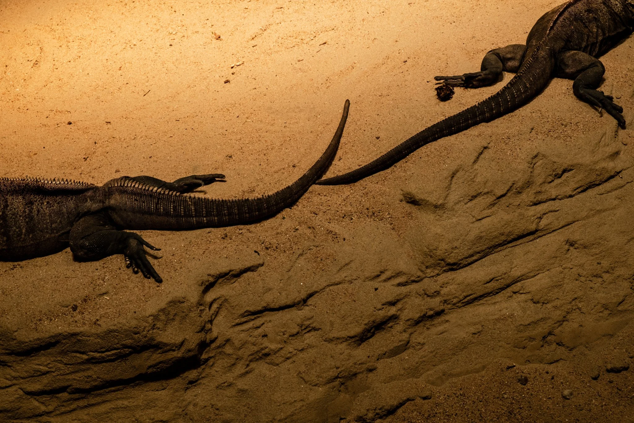 "Two iguanas at Zürich Zoo" 2026