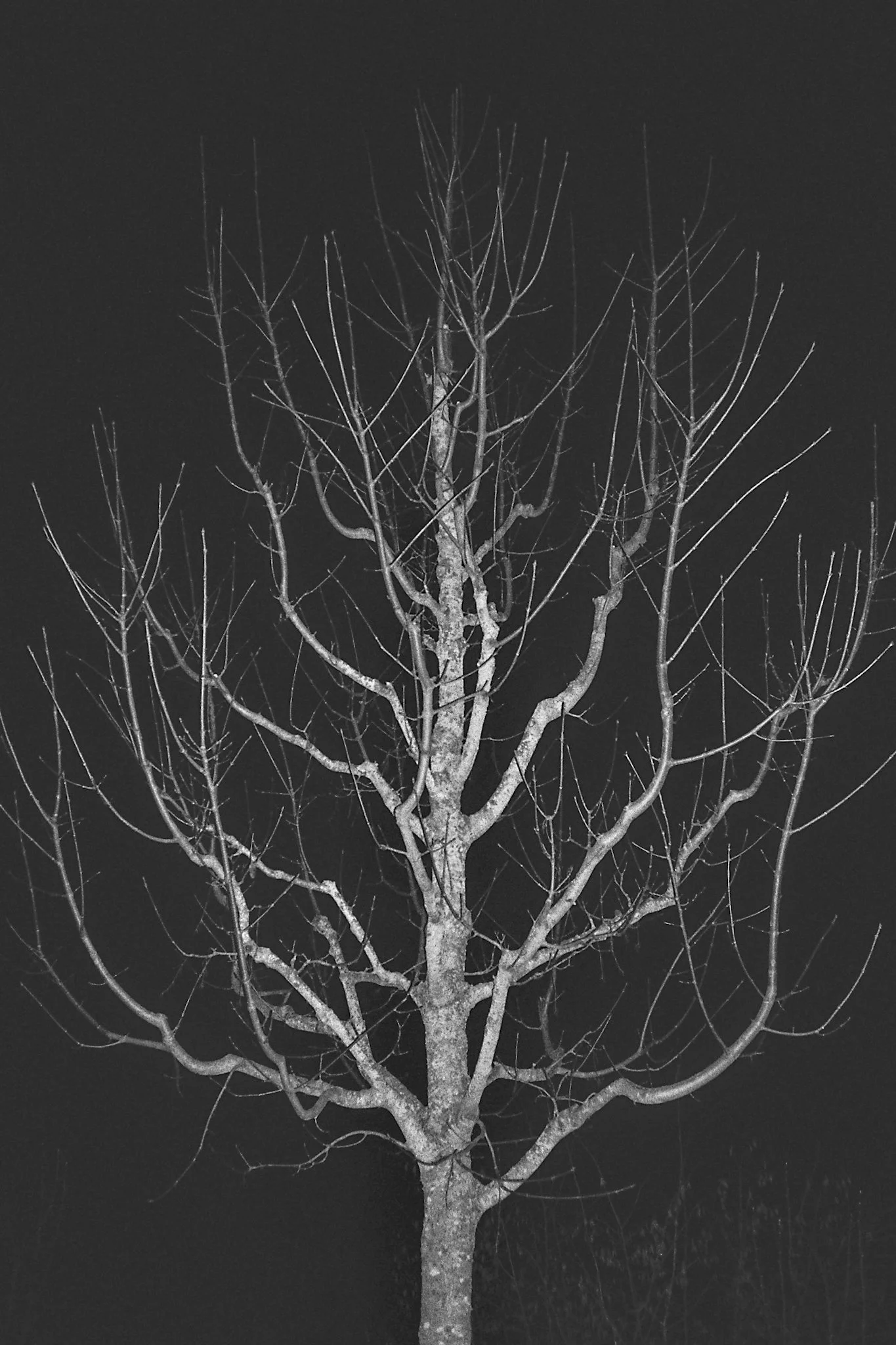 Wintertree
Chf. 70.- 