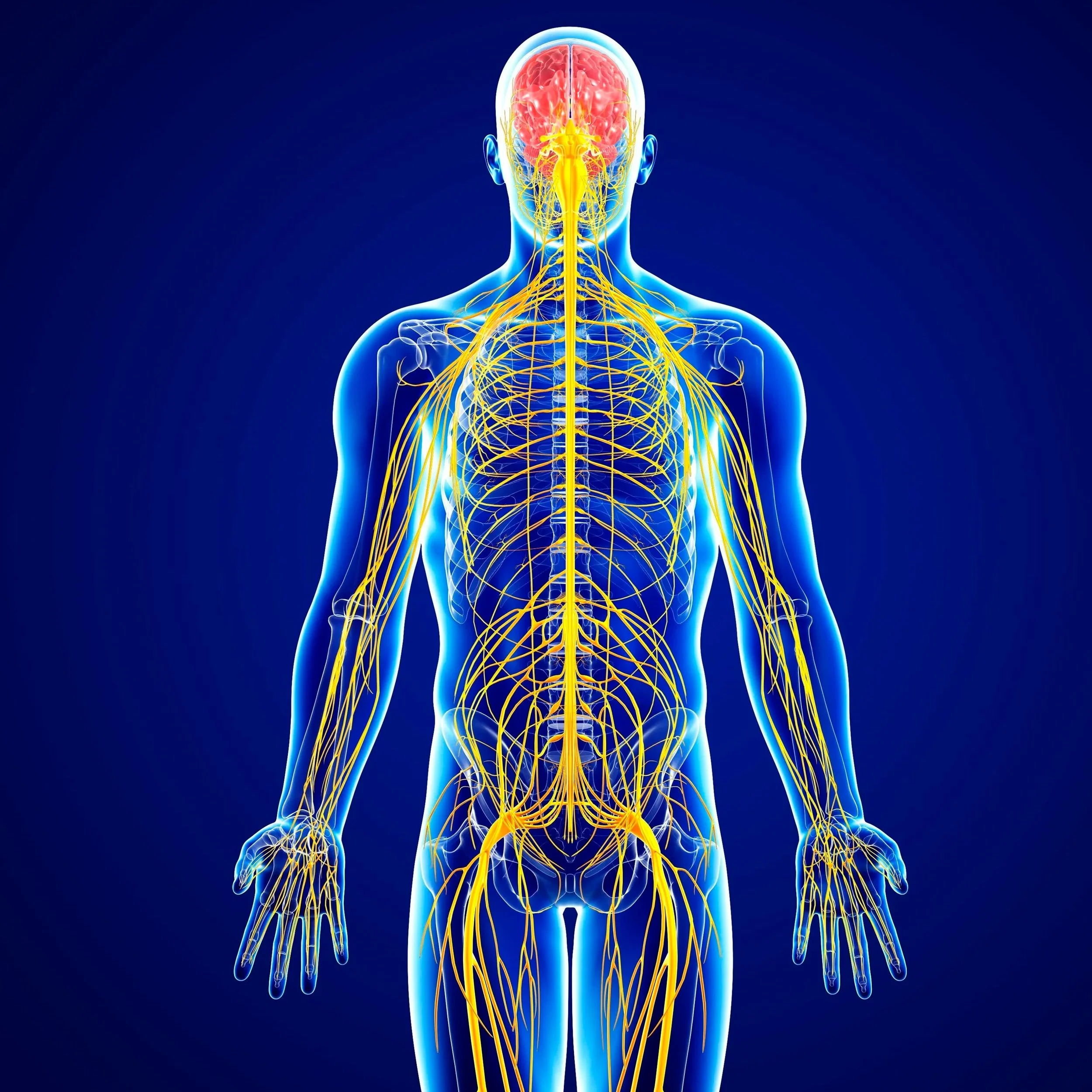 male-nervous-system-artwork-168837900-578117135f9b5831b57baa42.jpg