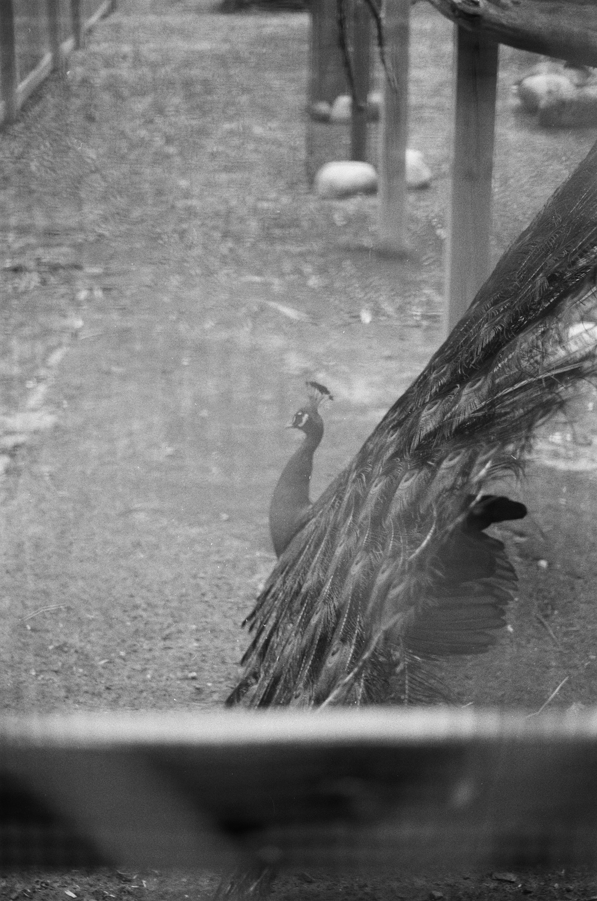 image00009.jpeg