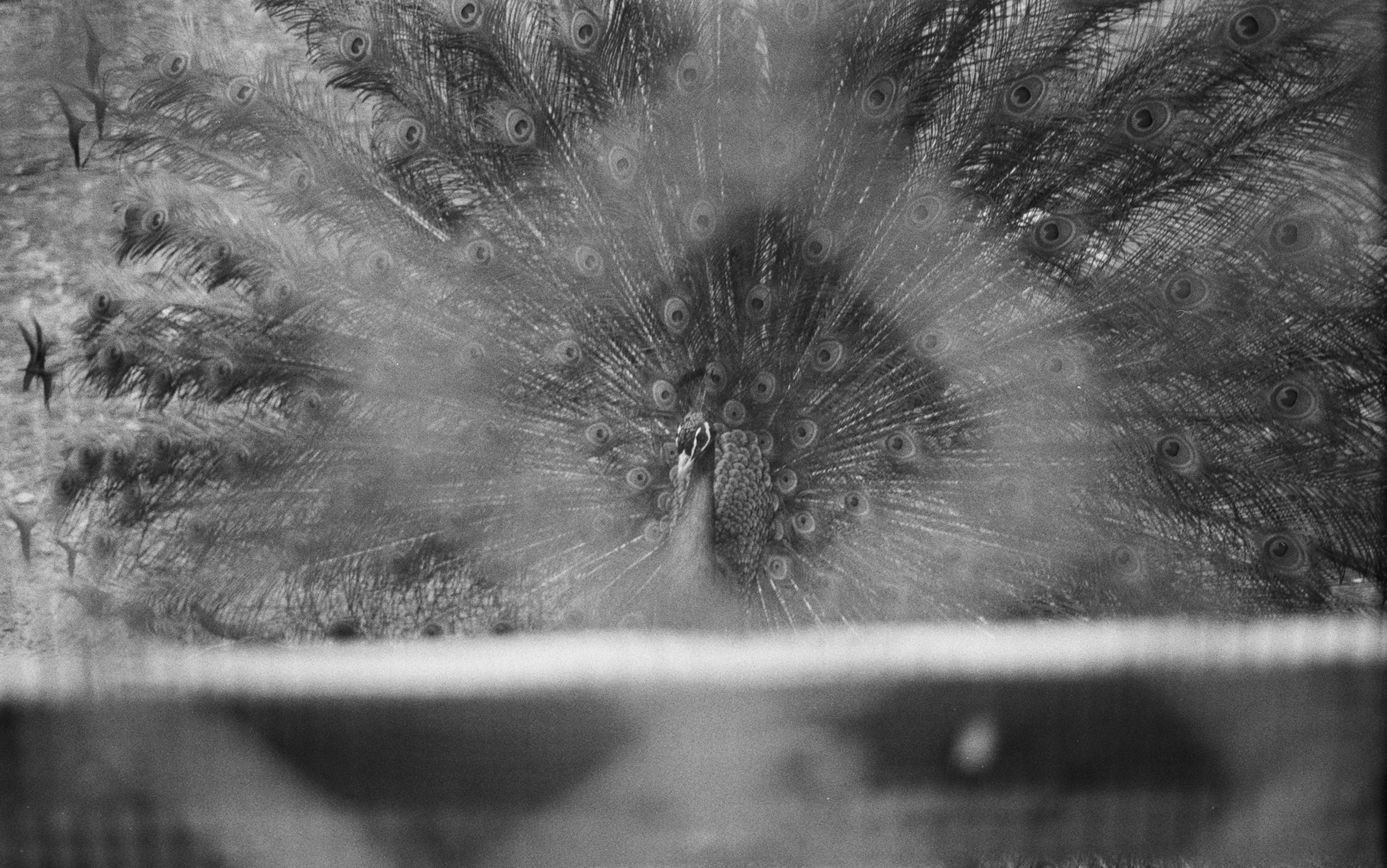 image00008.jpeg