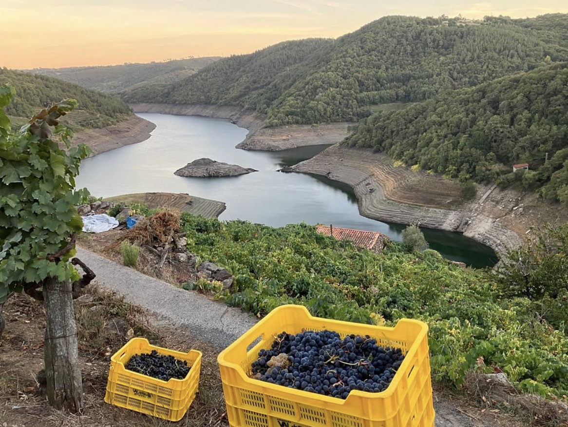 Vineyard toil with Zak Elfman